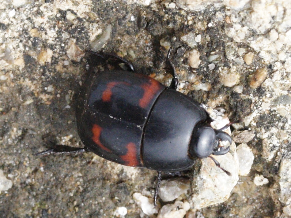 hister_quadrimaculatus1md