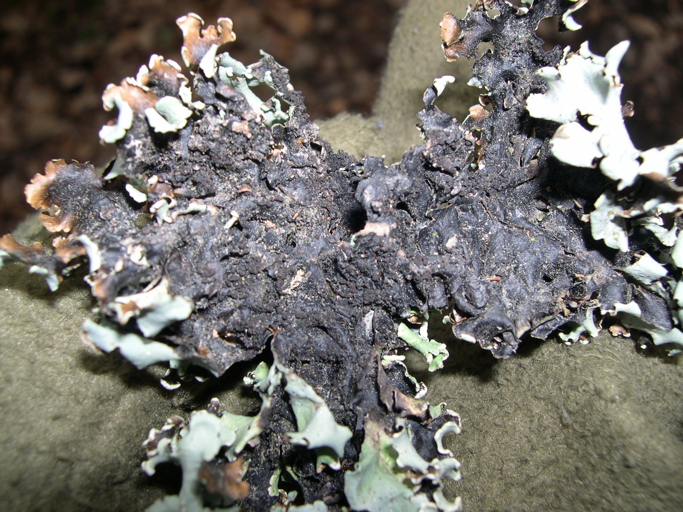 hypogymnia_physodes2md