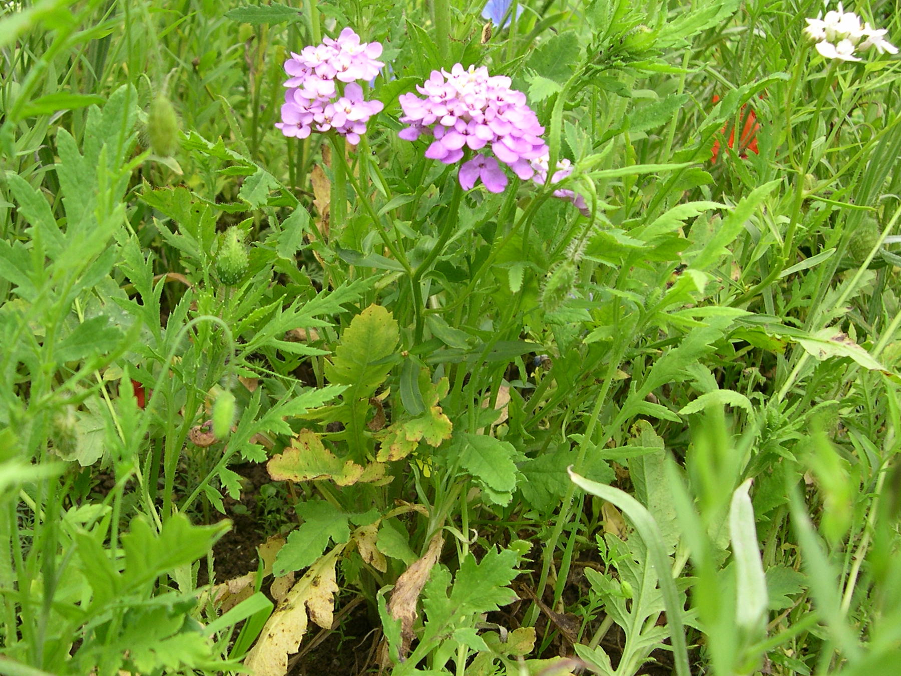 Afficher le média iberis_umbellata1md iberis_umbellata1md