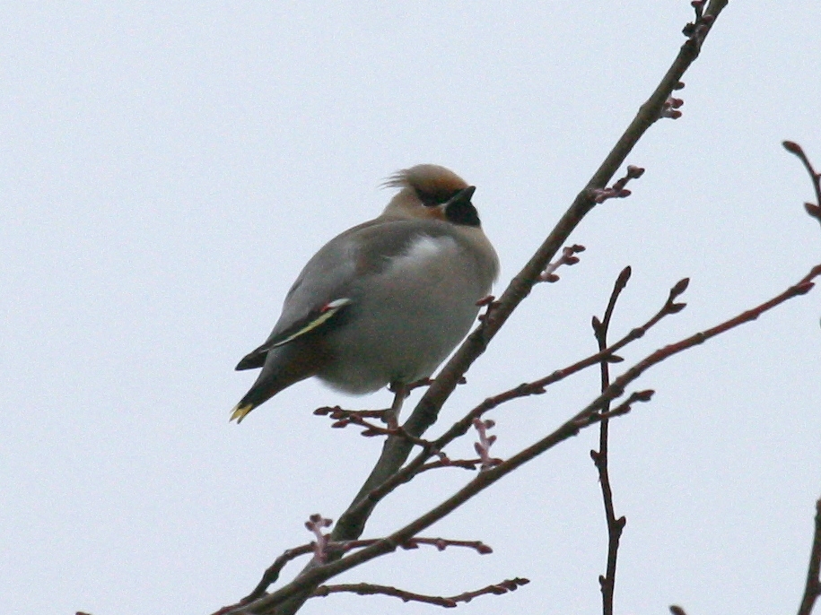 jaseur_boreal_-_bombycilla_garrulus3bd