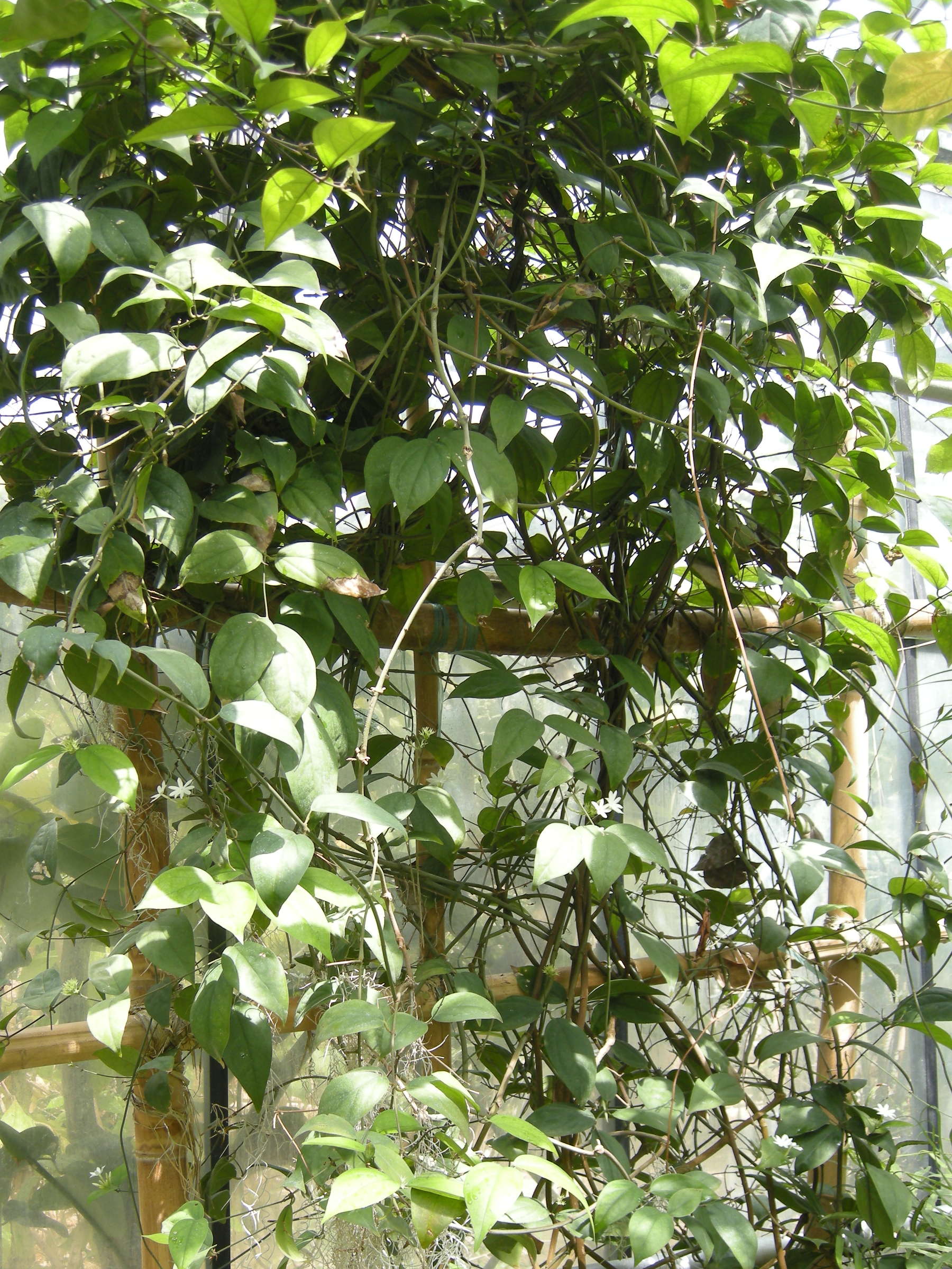 jasminum_maingayi2md