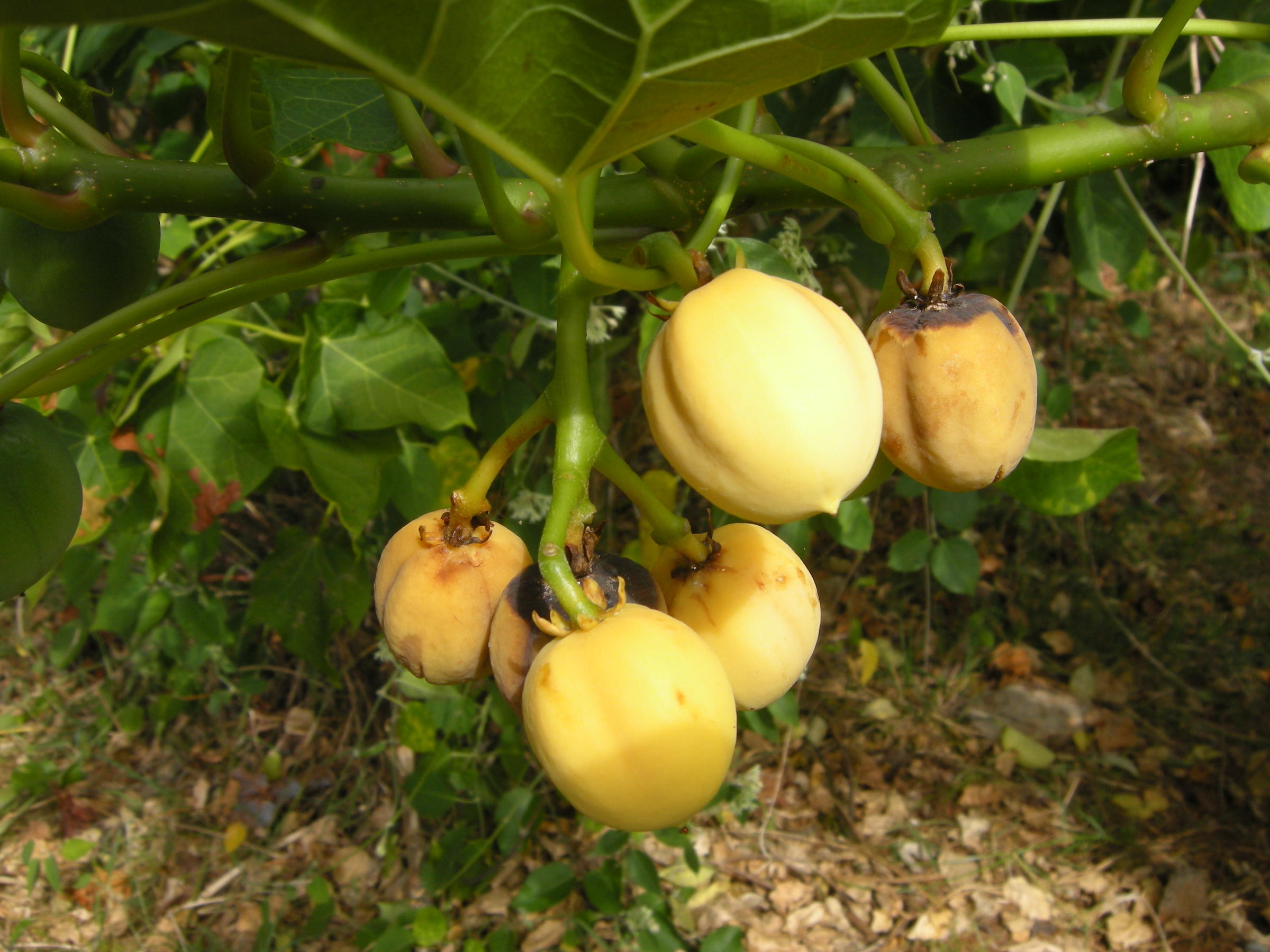 Afficher le média jatropha_curcas8md jatropha_curcas8md