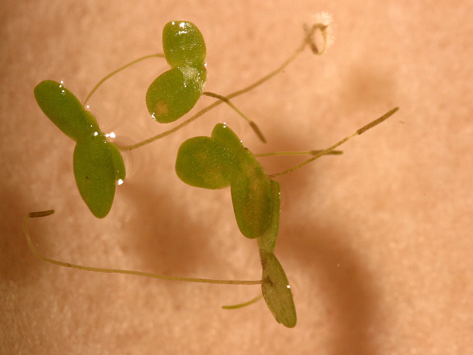 Afficher le média lemna_minor3md lemna_minor3md