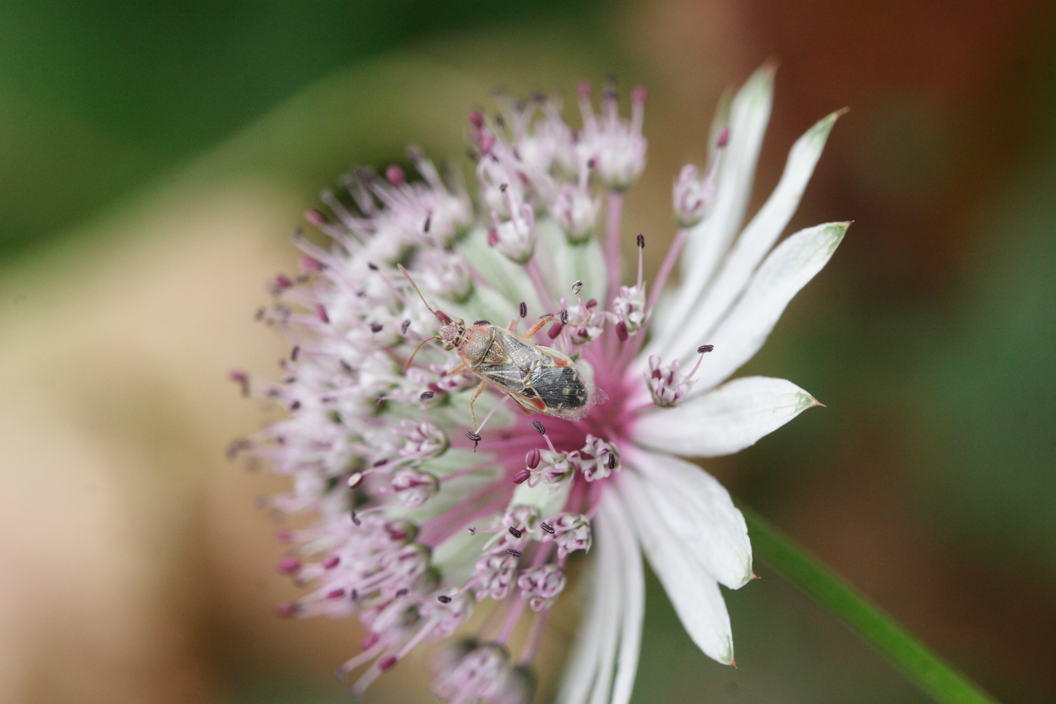 liorhyssus_hyalinus1md