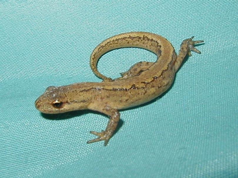 lissotriton_vulgaris2md