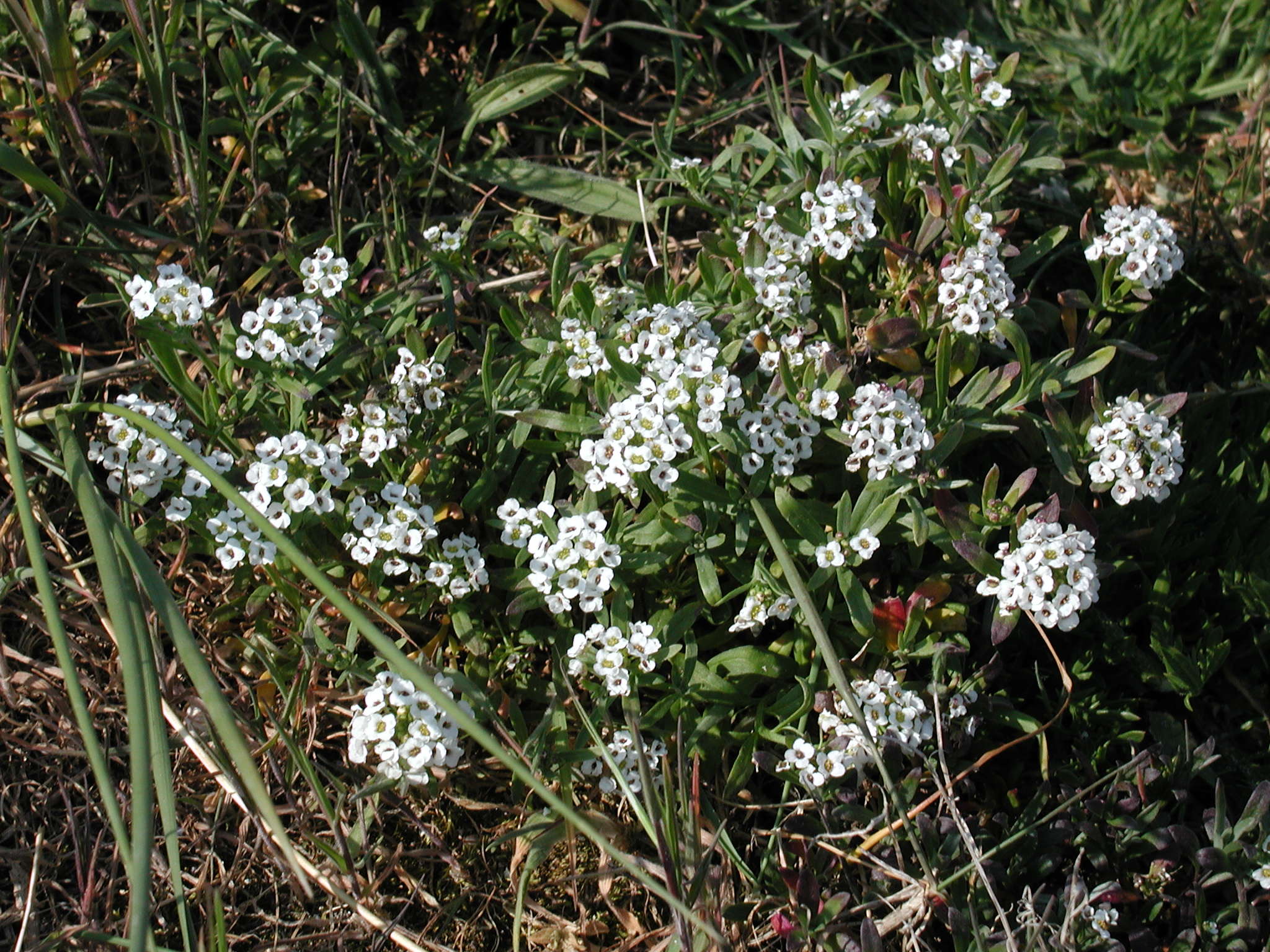 Afficher le média lobularia_maritima1md lobularia_maritima1md