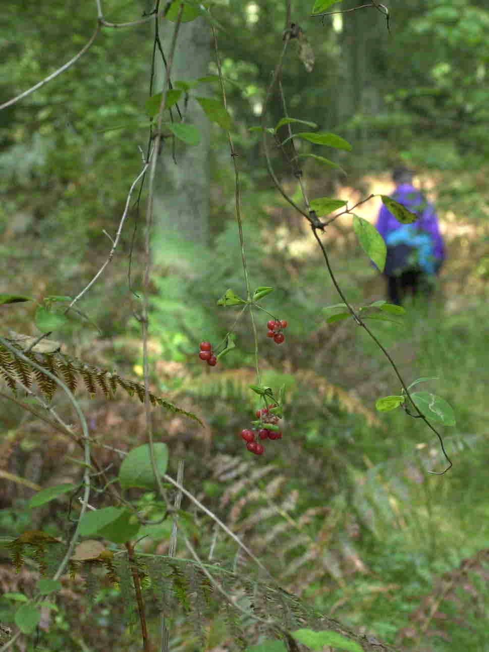 lonicera_periclymenum2md