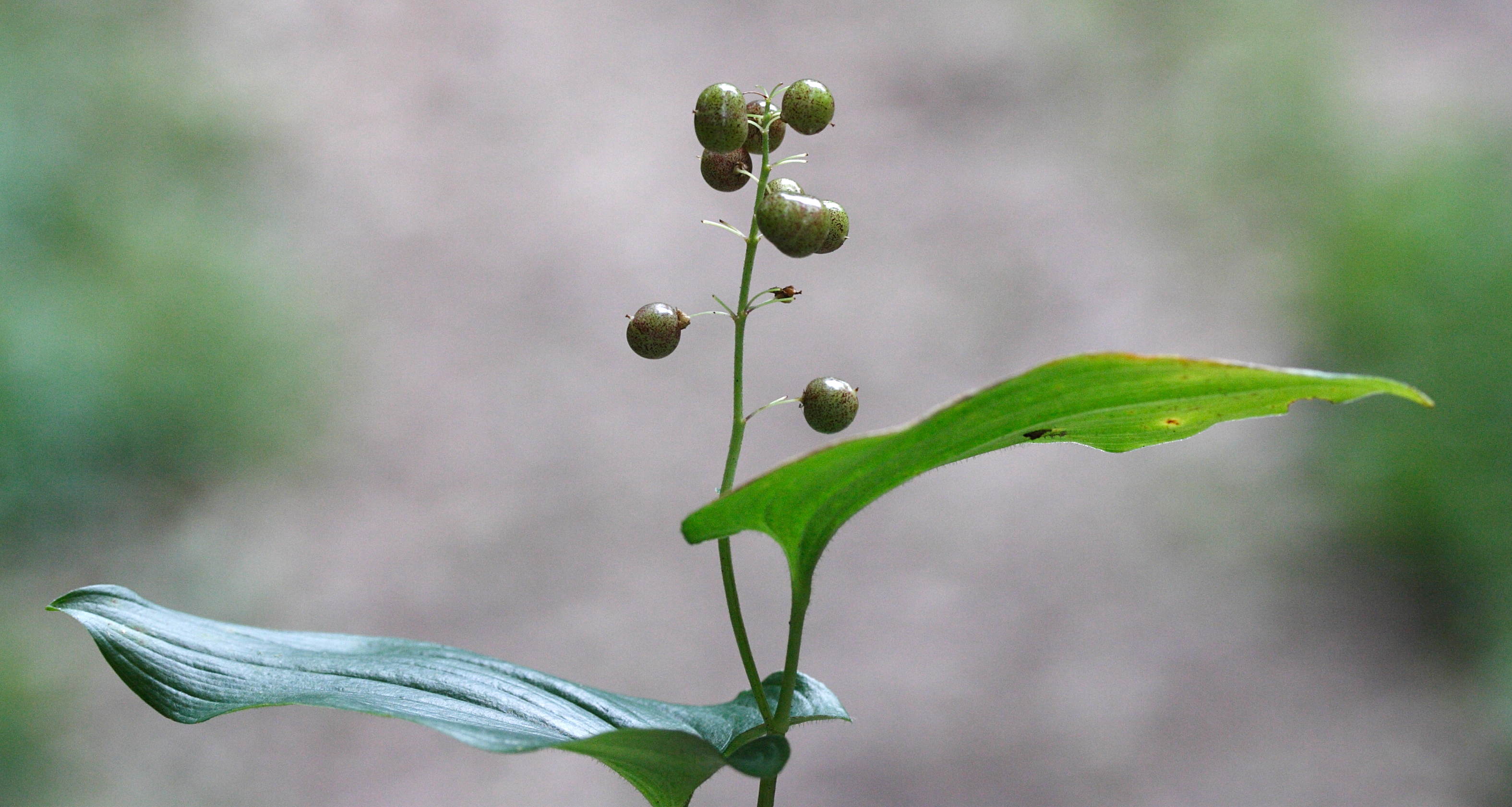 Afficher le média maianthemum_bifolium4bmd maianthemum_bifolium4bmd