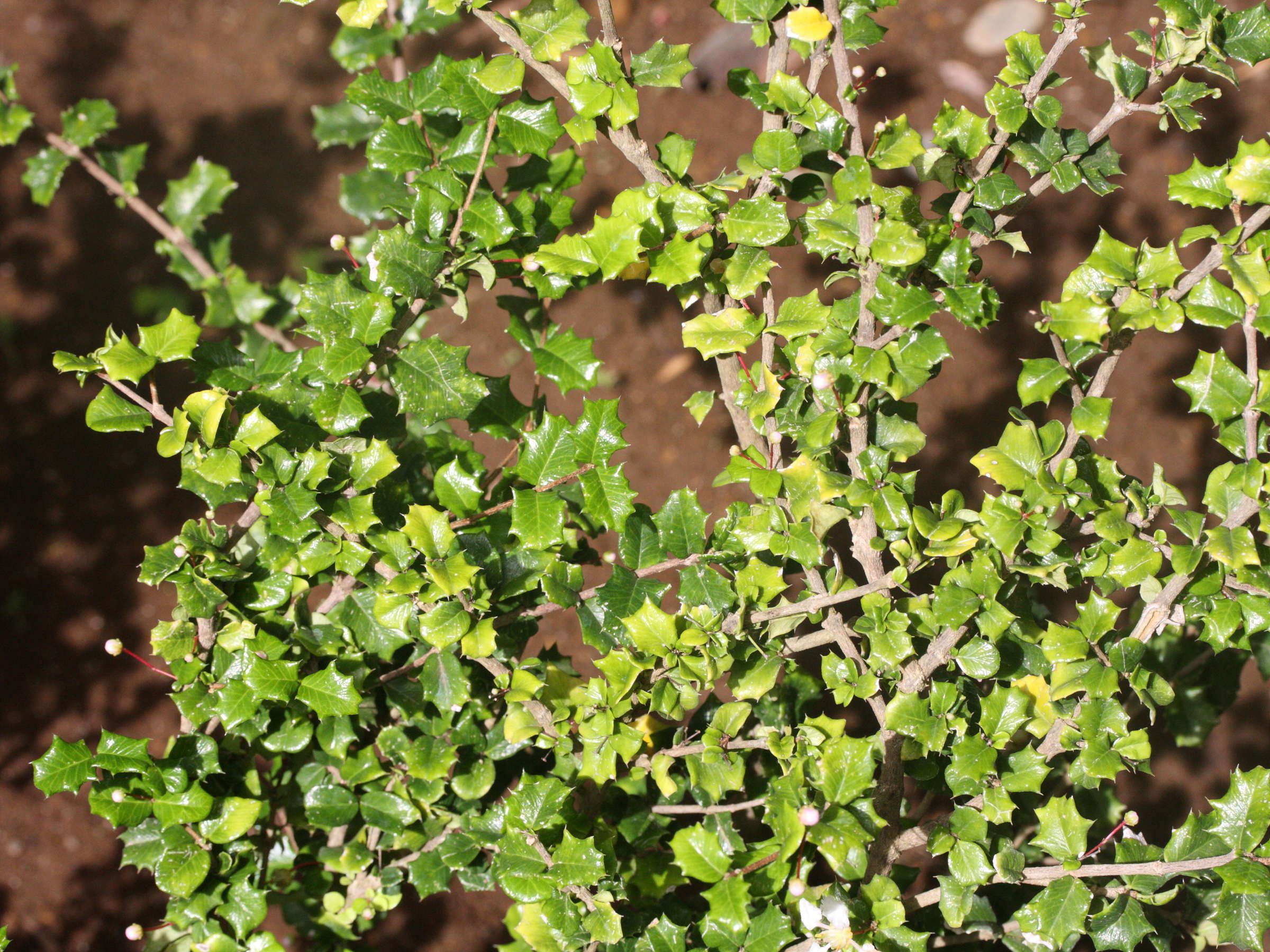 Afficher le média malpighia_coccigera1md malpighia_coccigera1md