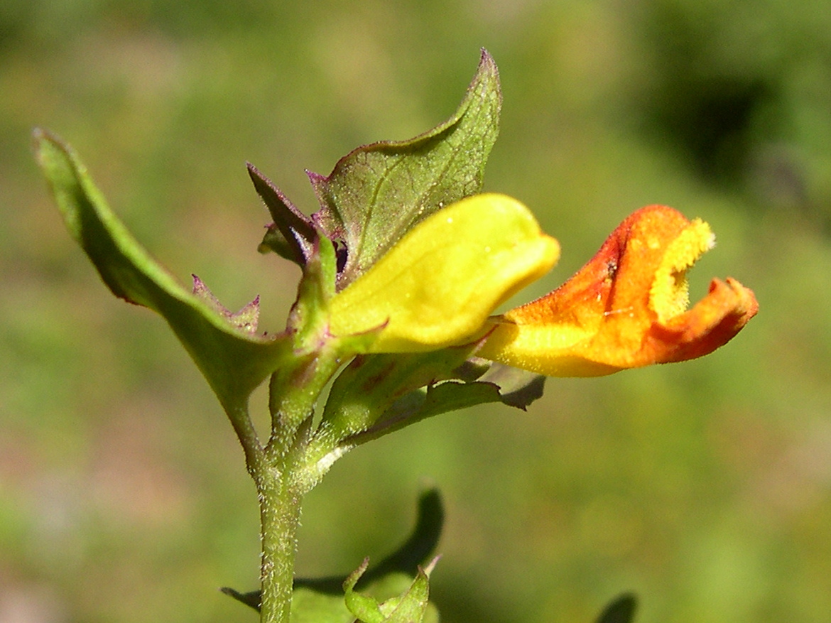 melampyrum_sylvaticum2md