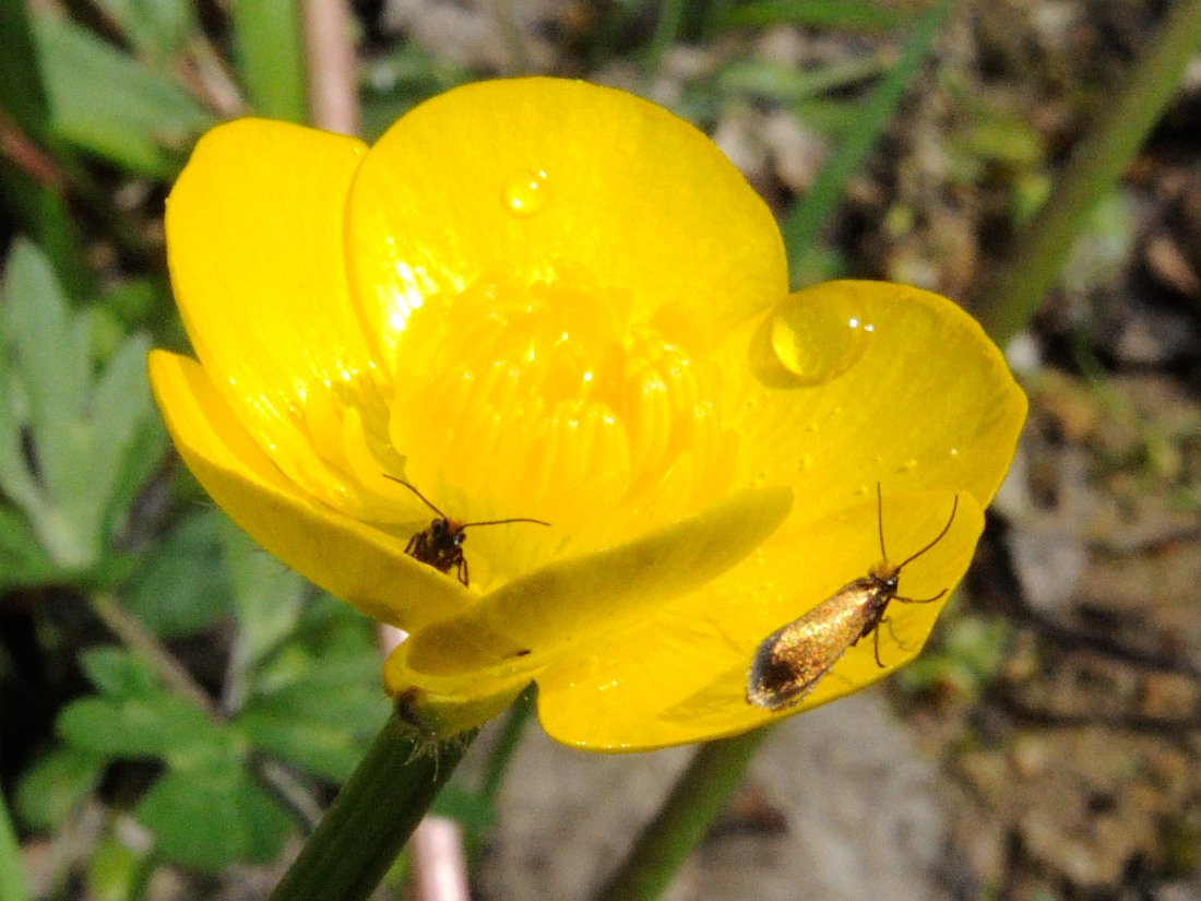 micropterix_calthella1sd