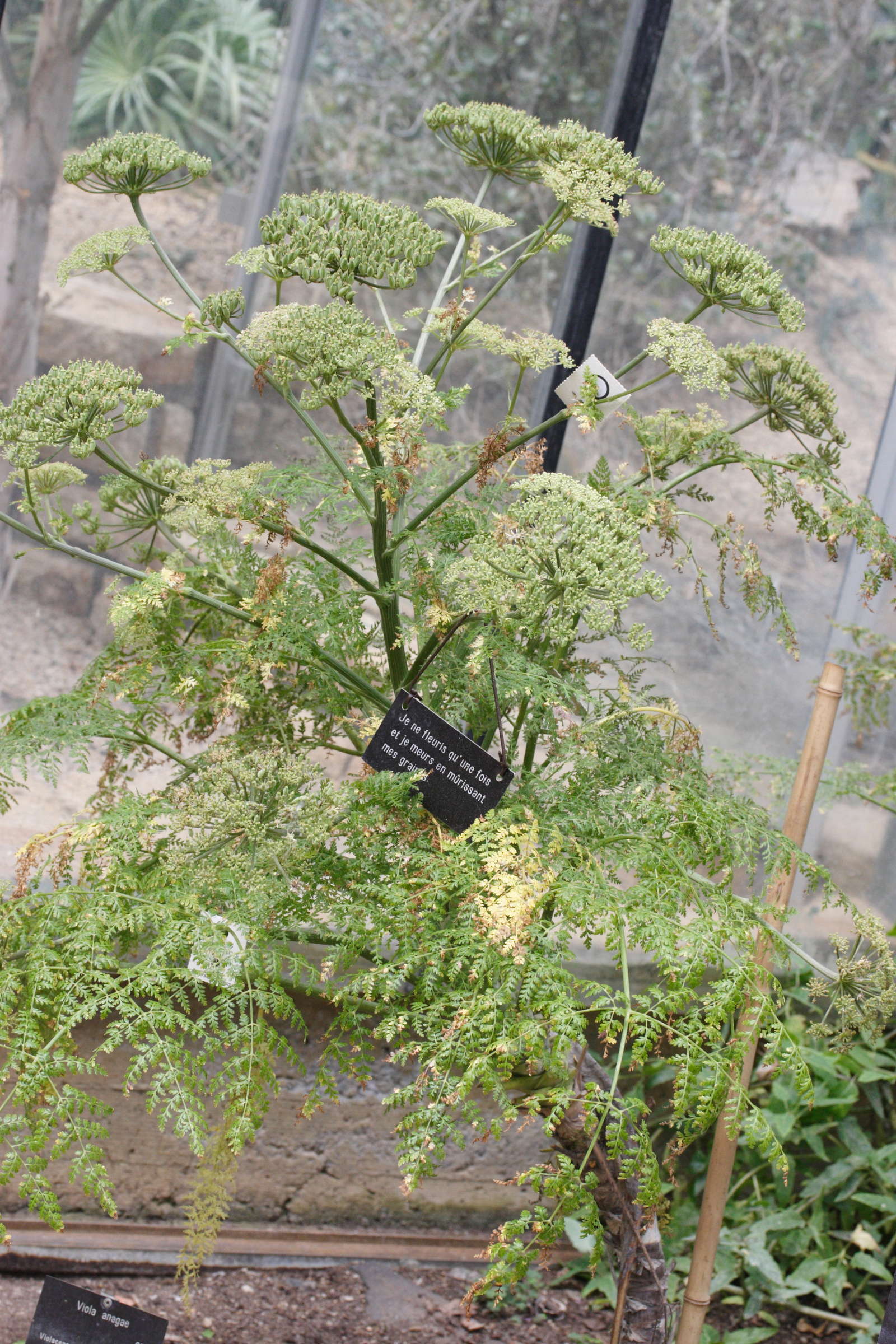 Afficher le média monizia_edulis1md monizia_edulis1md