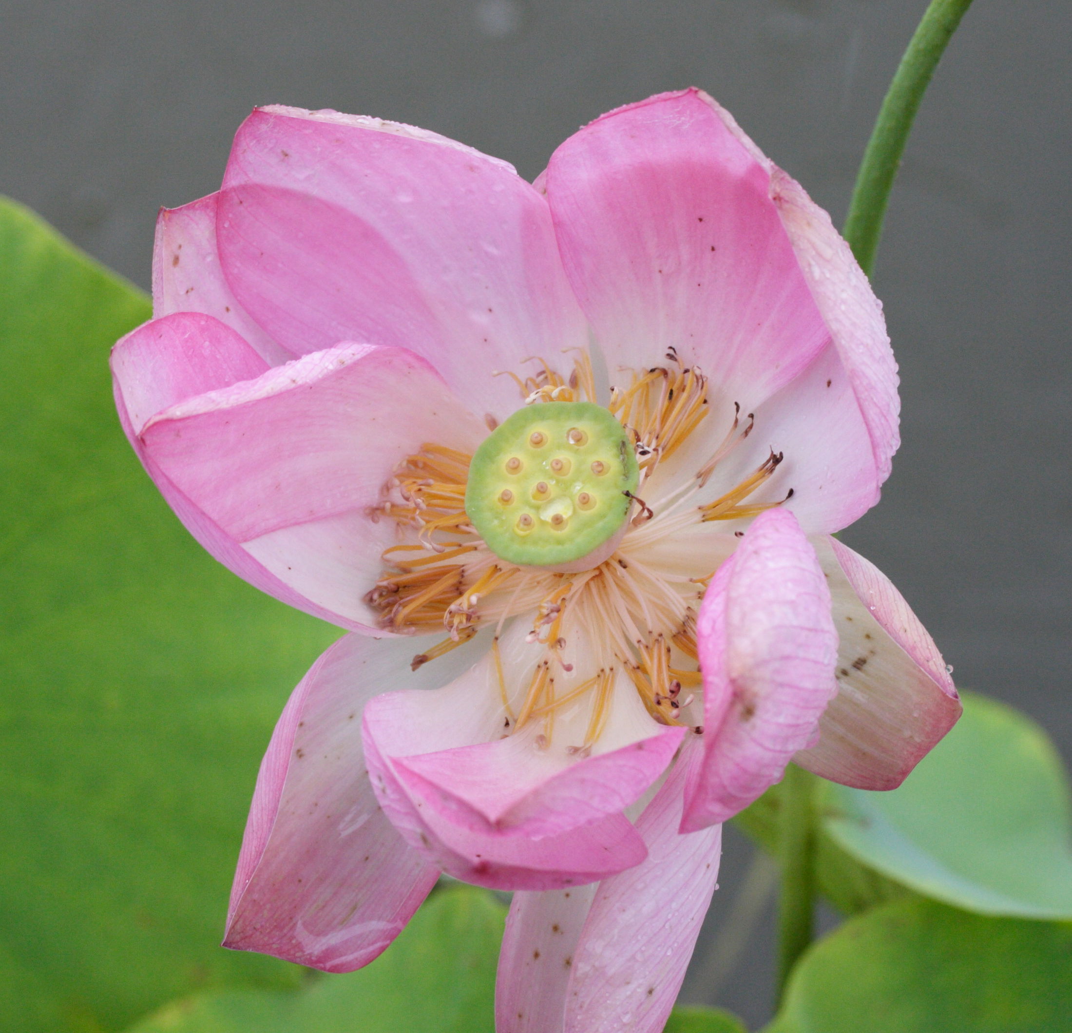 nelumbo_nucifera8md