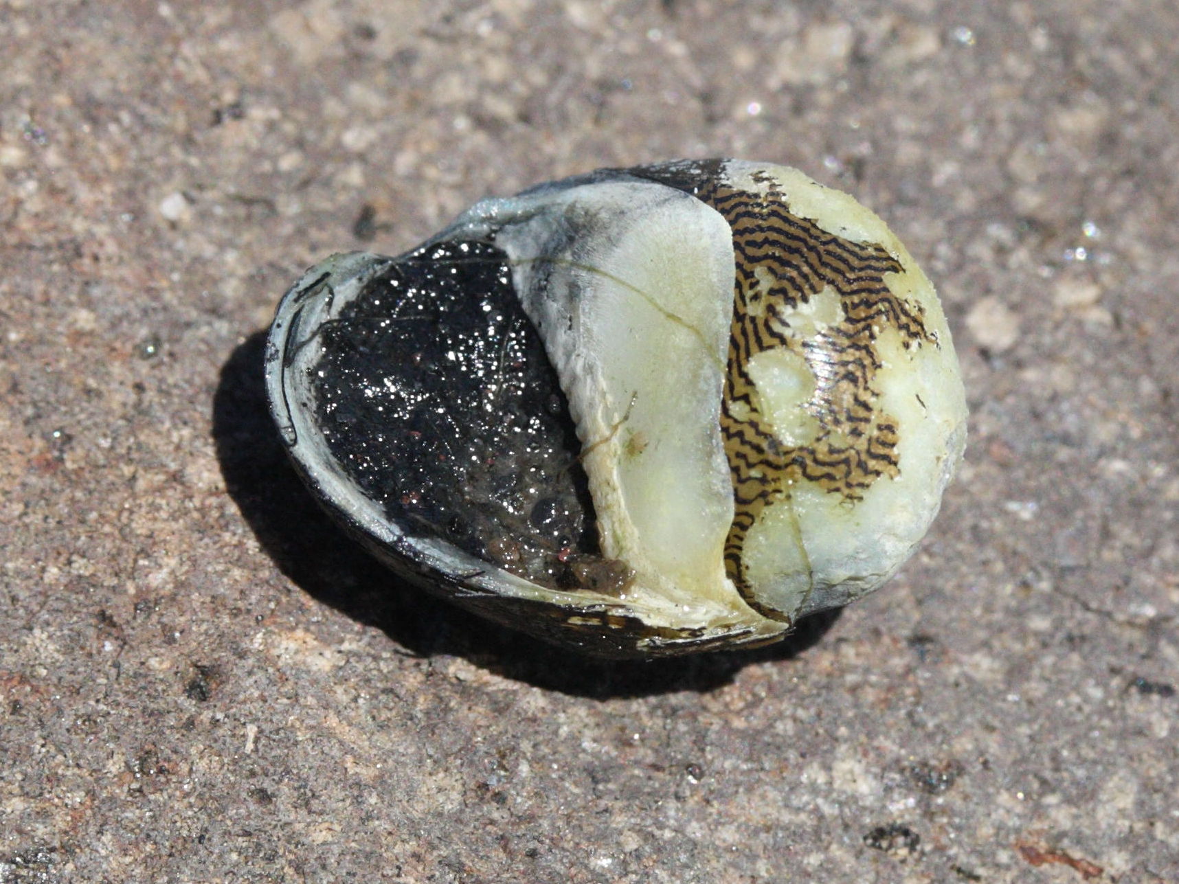 neritina_virginea1md