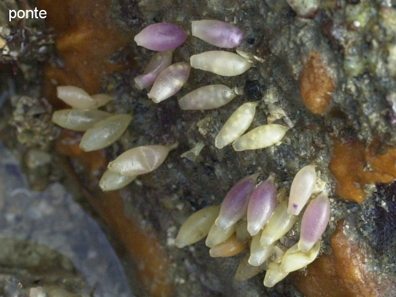 nucella_lapillus1amd