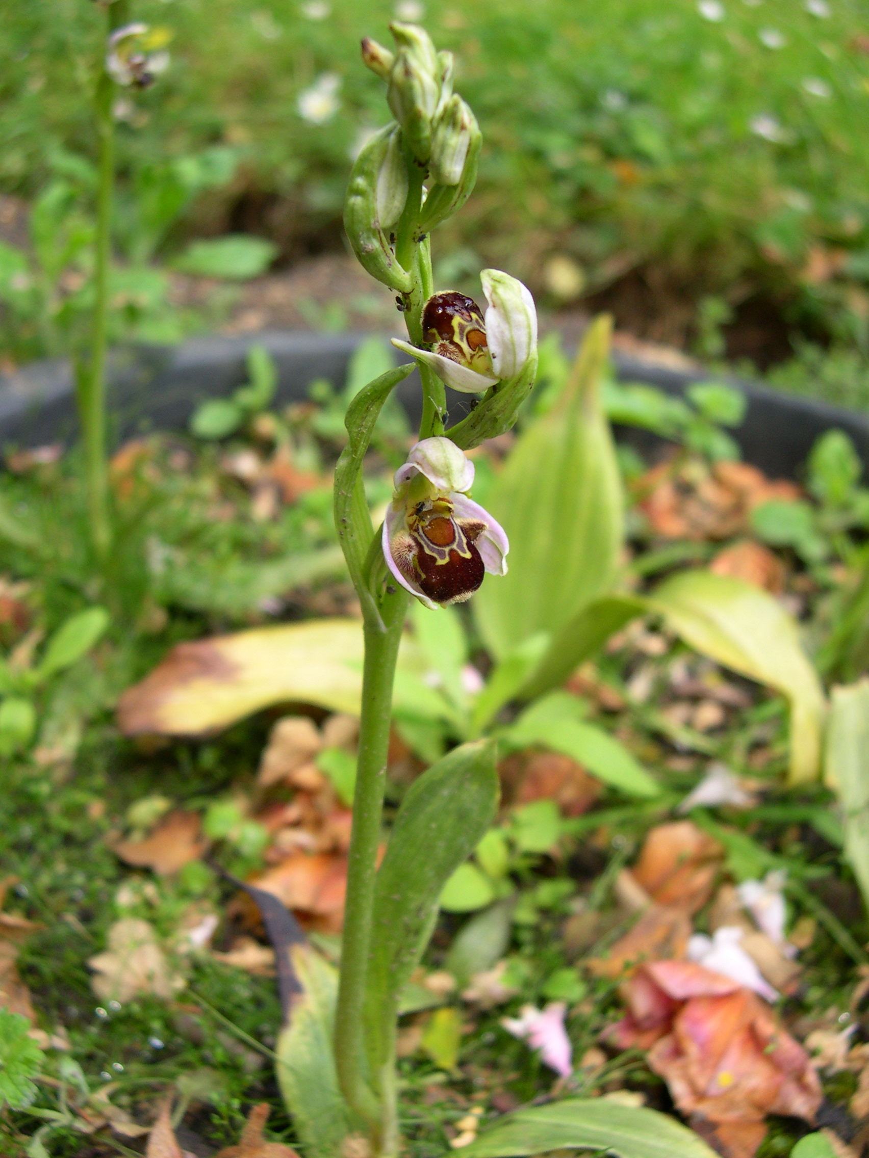 Afficher le média ophrys_apifera2md ophrys_apifera2md