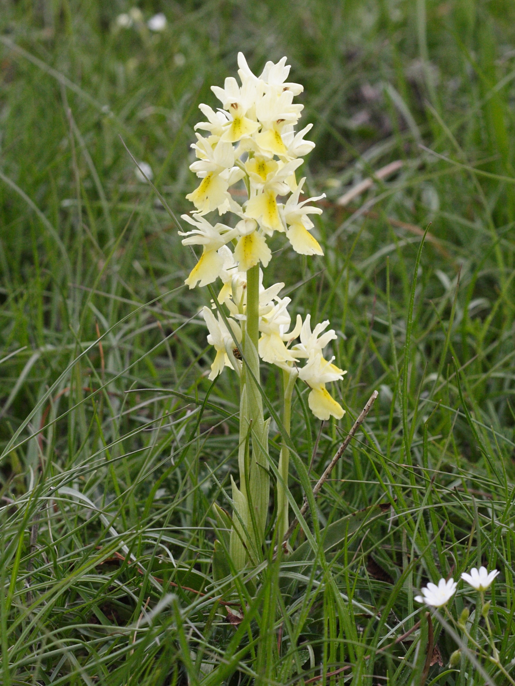 orchis_pauciflora4md