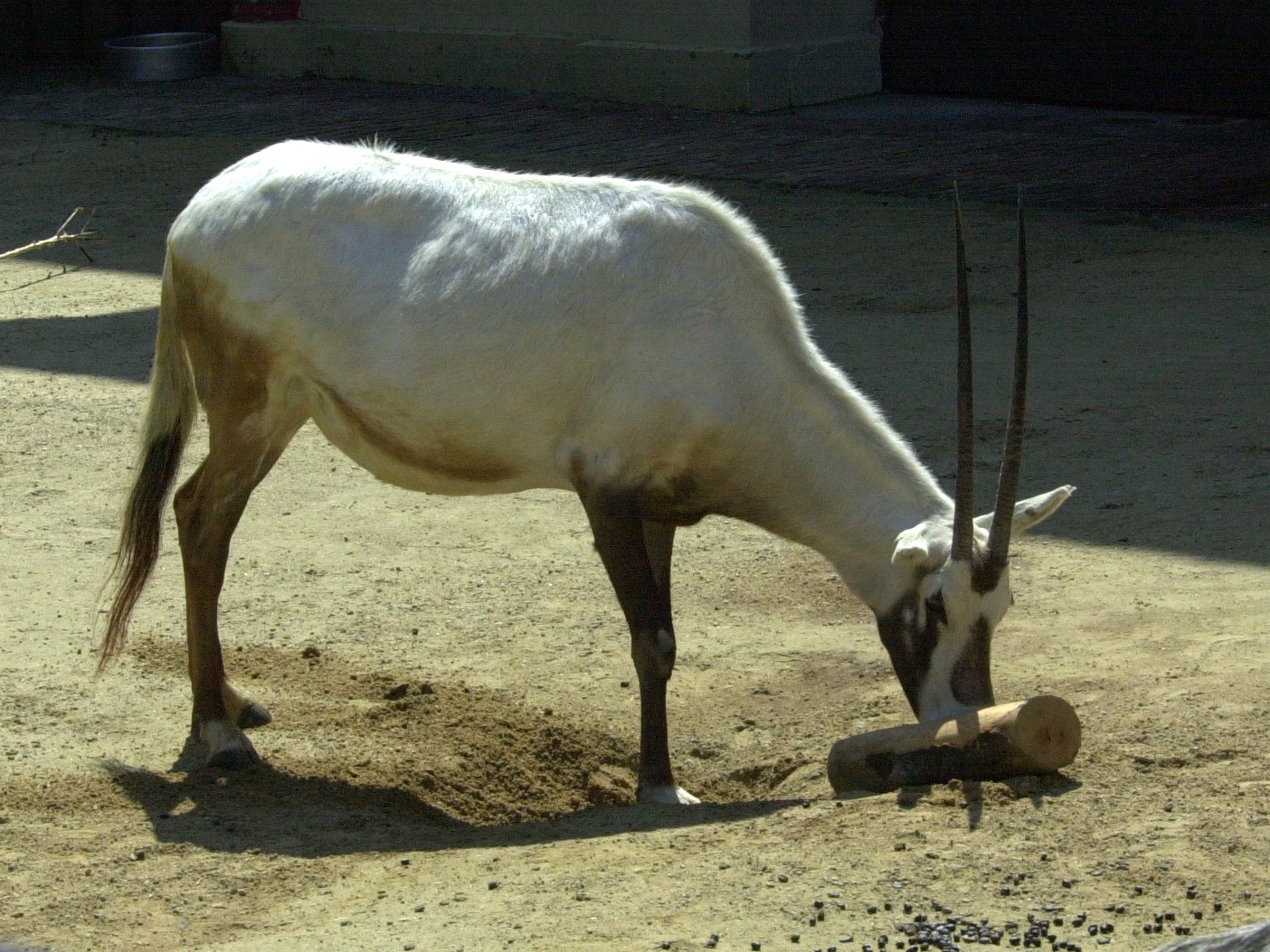oryx_leucoryx1md