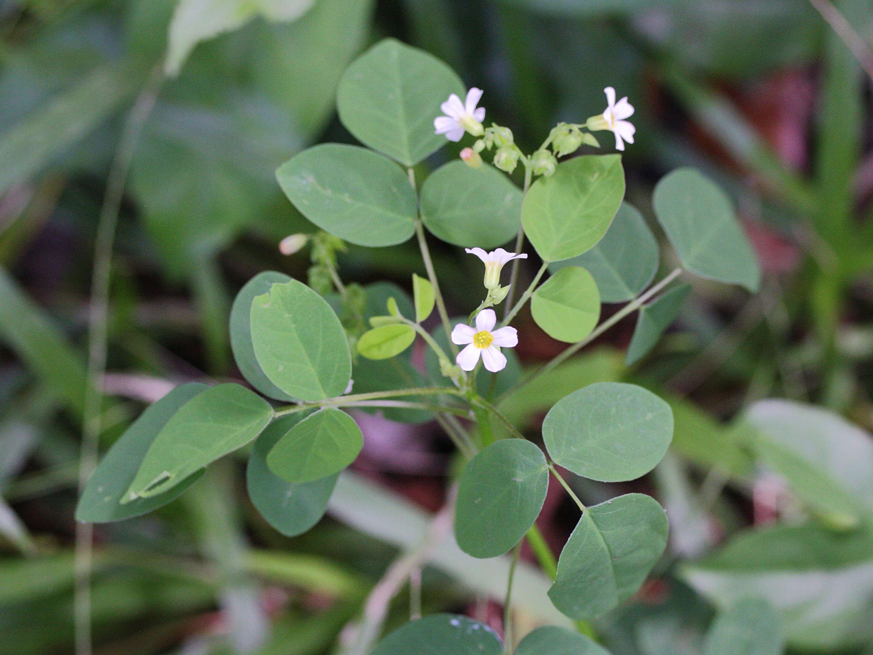 oxalis_barrelieri5md
