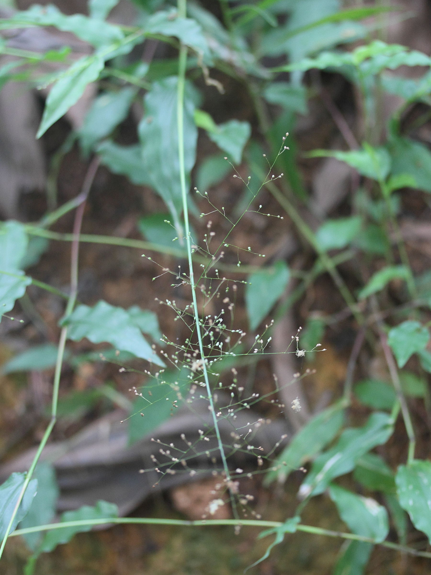 panicum_brevifolium3md