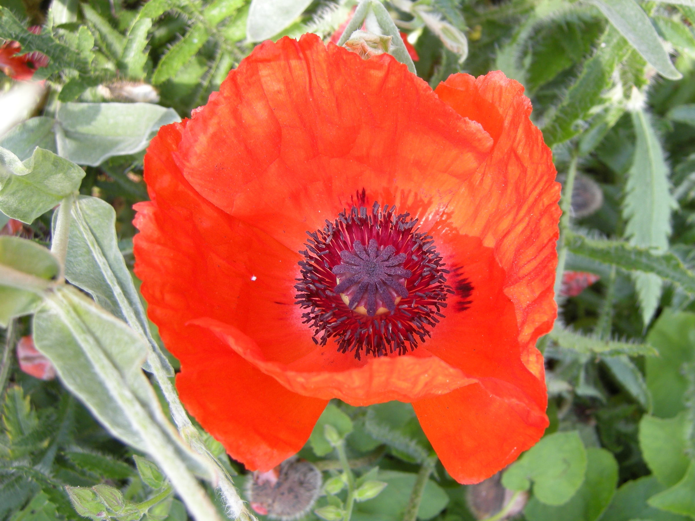 papaver_orientale4md