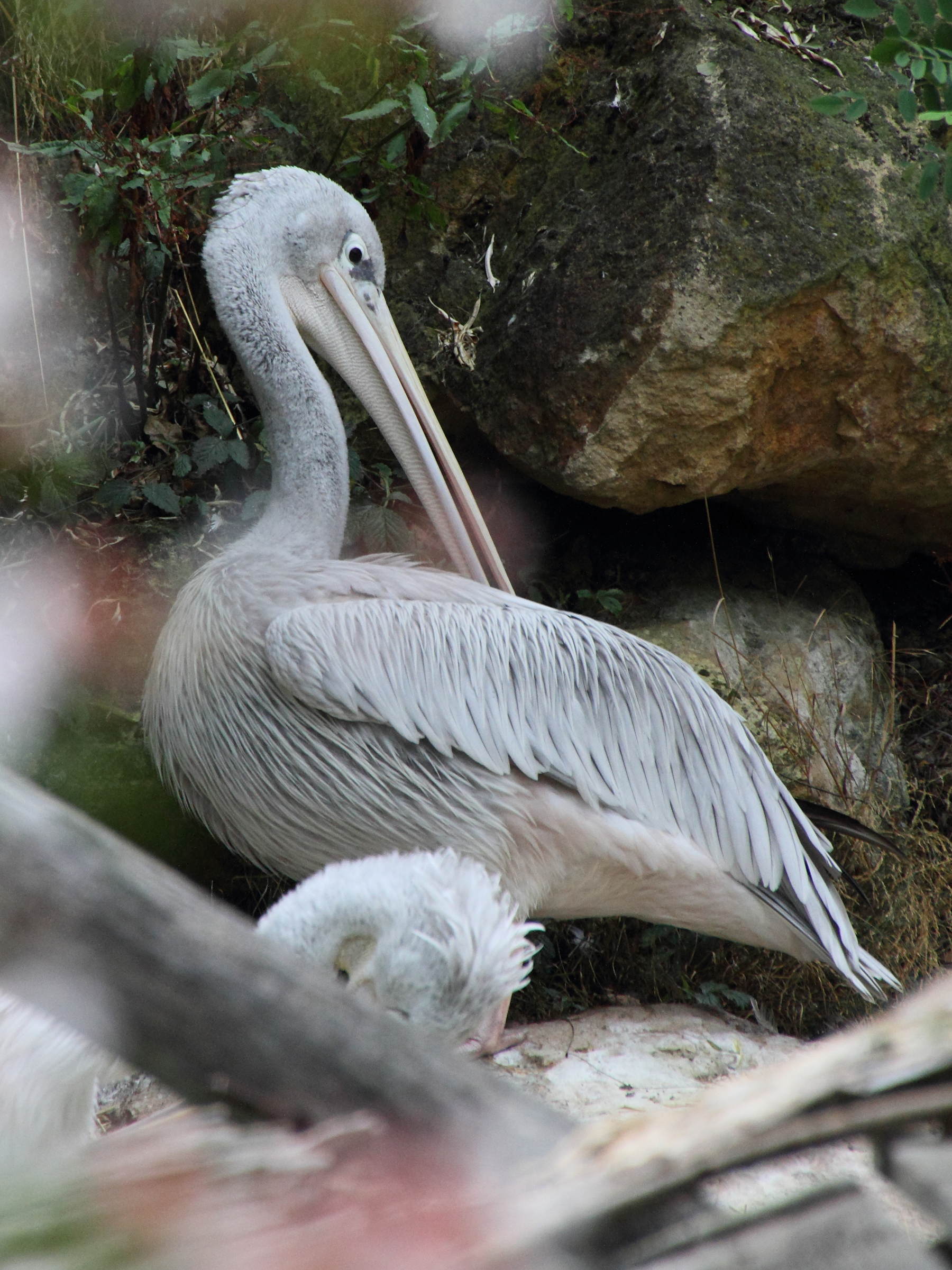 Afficher le média pelican_gris_-_pelecanus_rufescens1md pelican_gris_-_pelecanus_rufescens1md