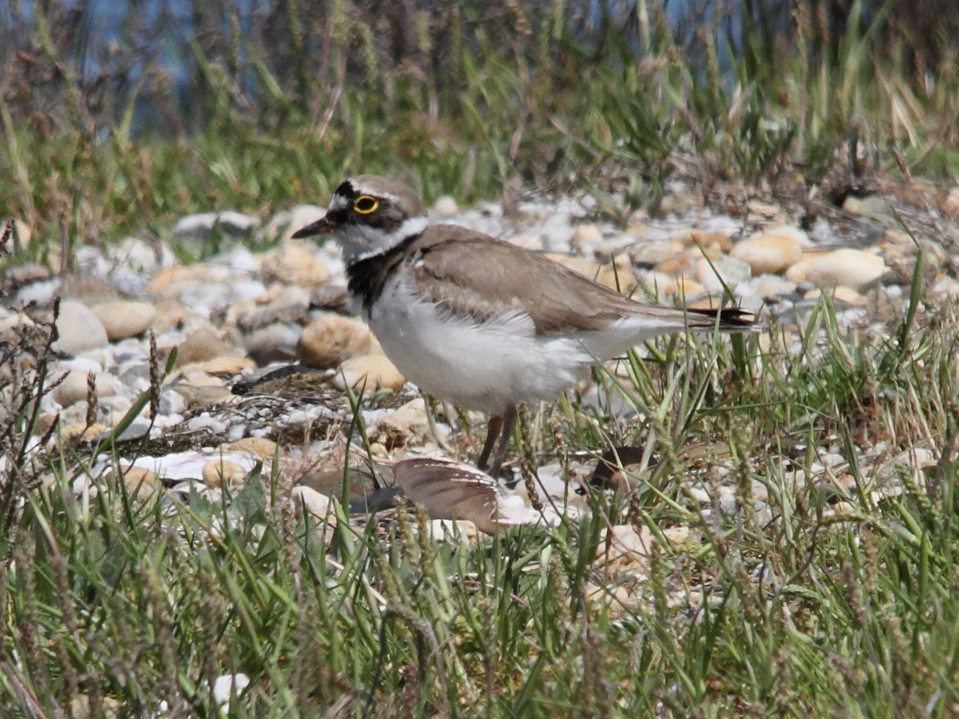 petit_gravelot_-_charadrius_dubius2bd