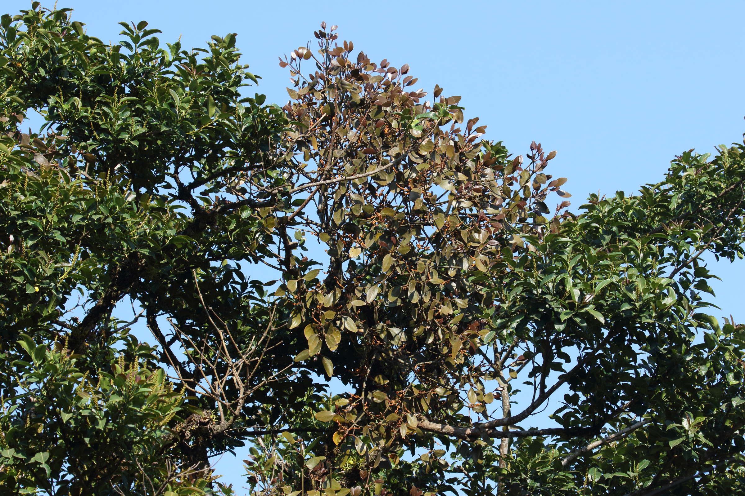 Afficher le média phoradendron_robustissimum2bd phoradendron_robustissimum2bd