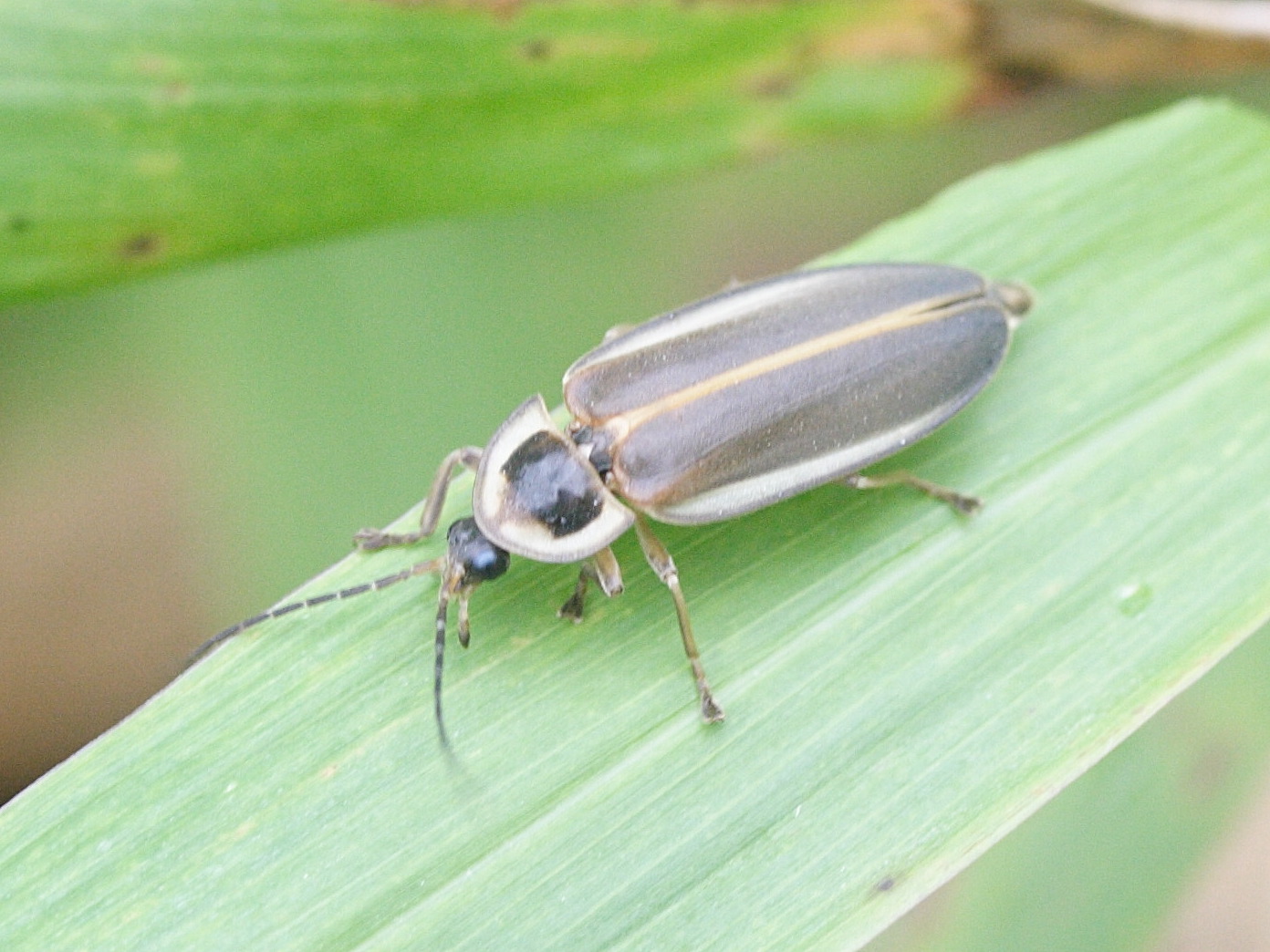 photinus_littoralis1md