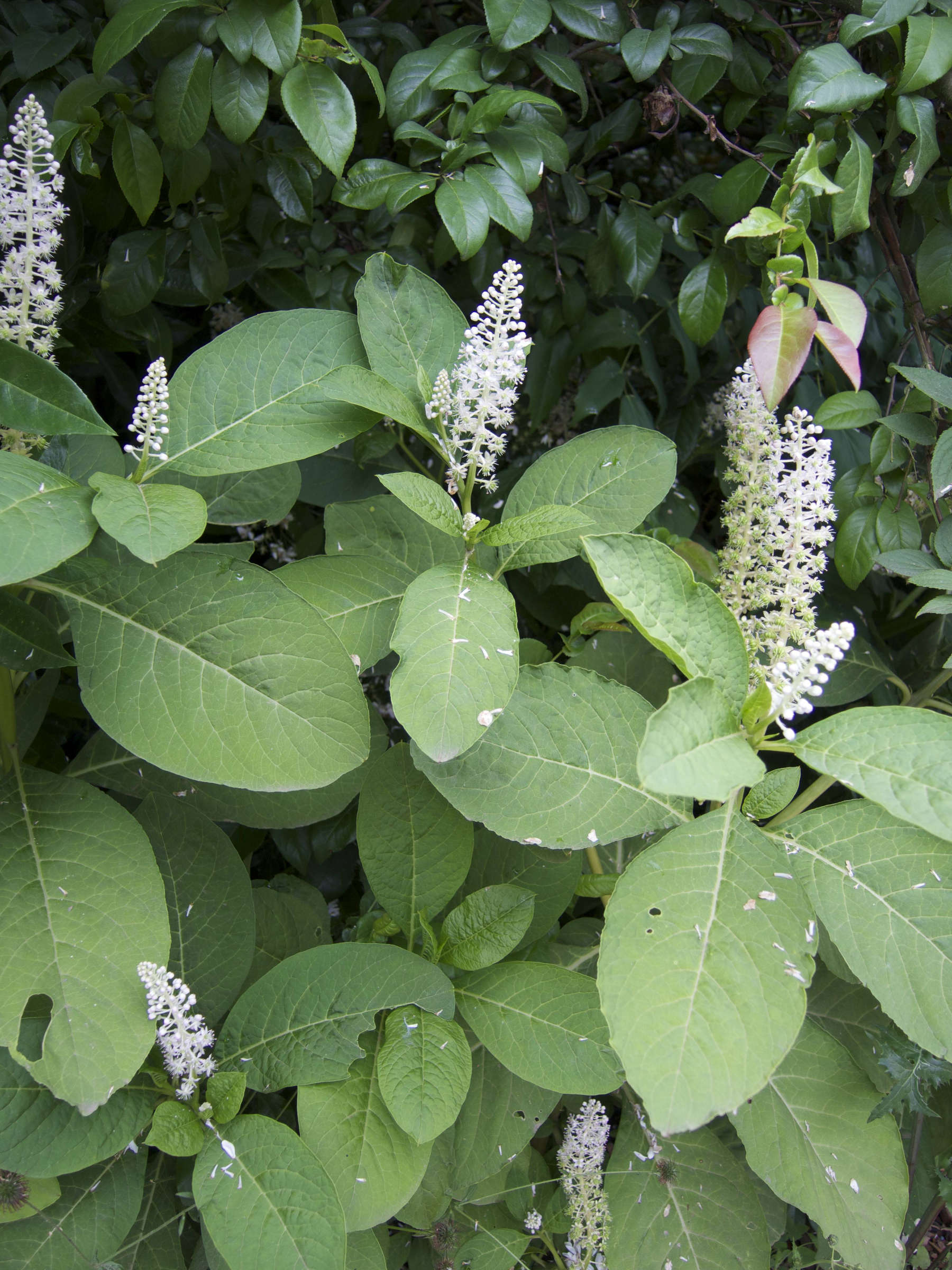 Phytolacca_americana