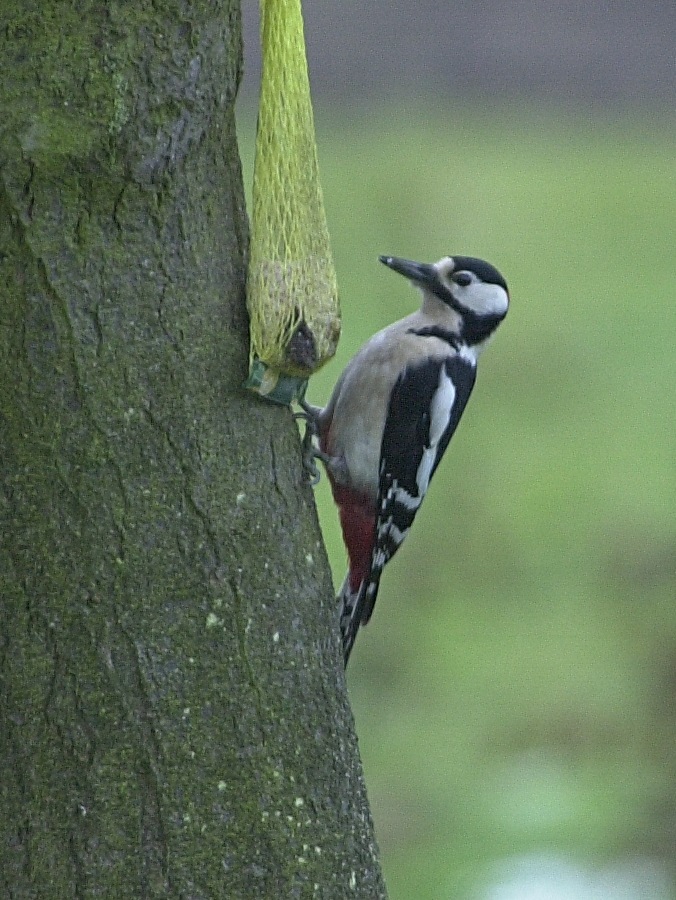 pic_epeiche_-_dendrocopos_major2bd