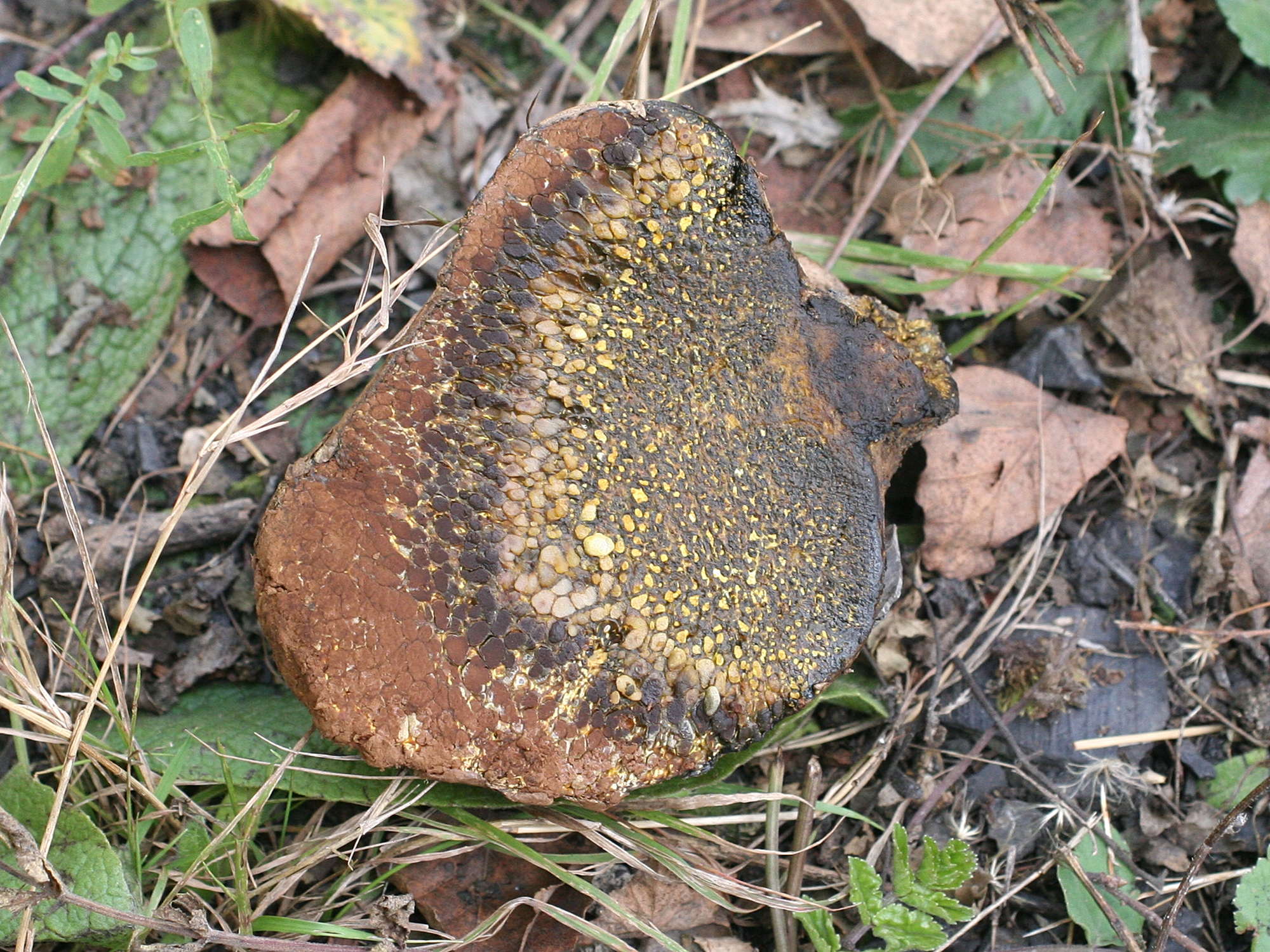 Afficher le média pisolithus_arrhizus1md pisolithus_arrhizus1md