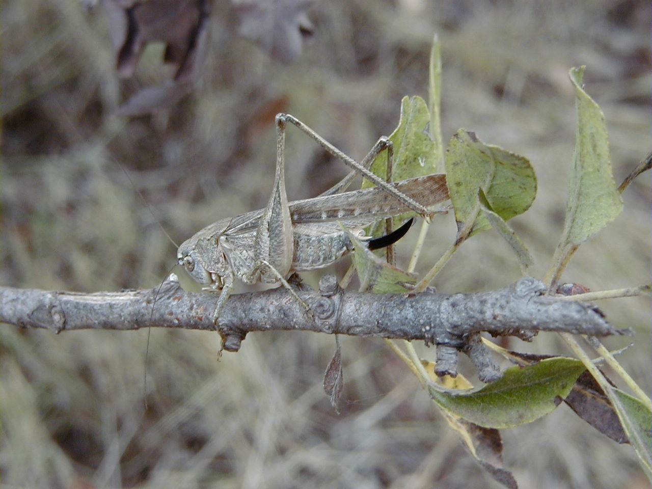 Afficher le média platycleis_sabulosa1md platycleis_sabulosa1md