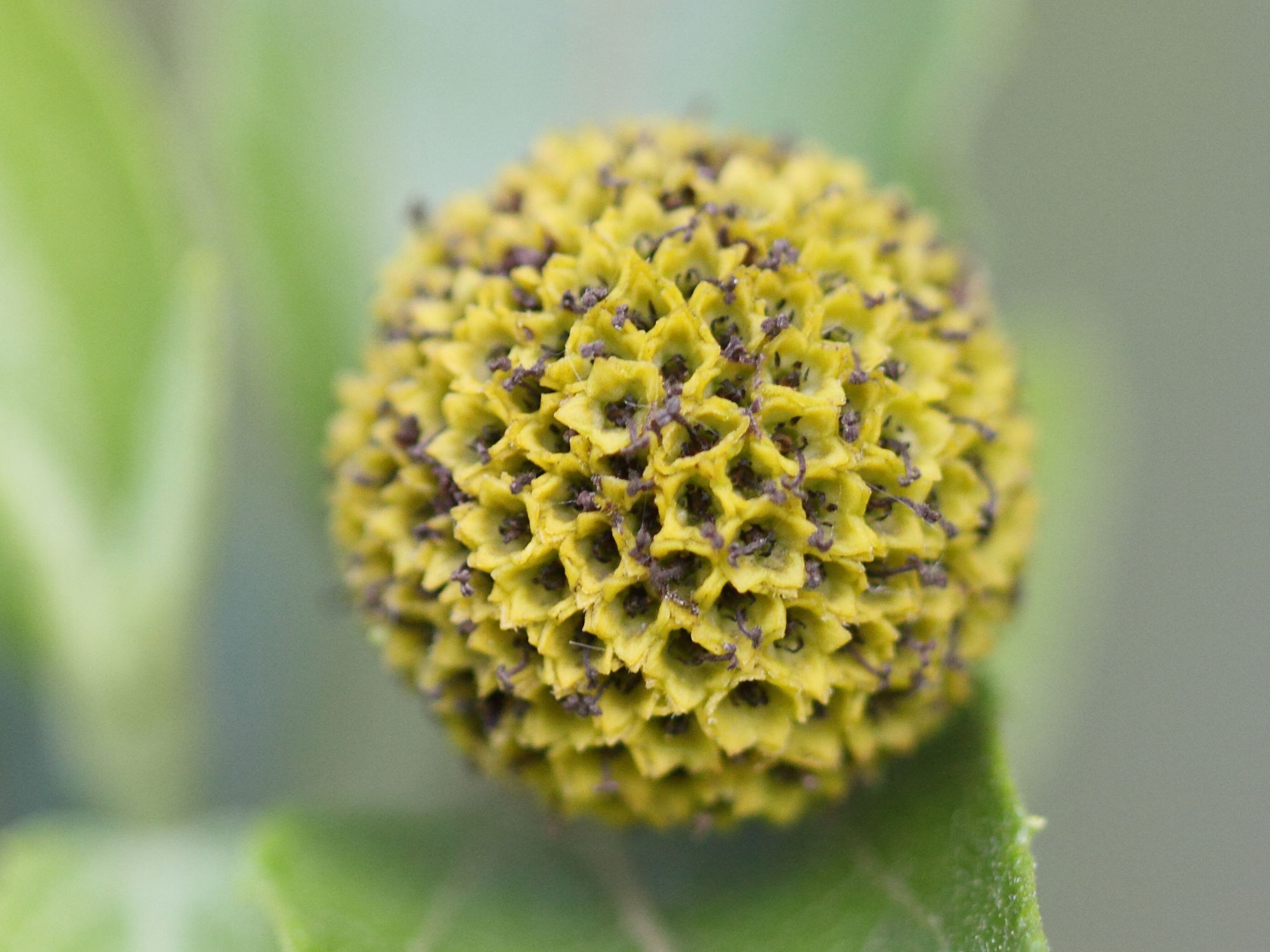 podanthus_mitiqui3bd