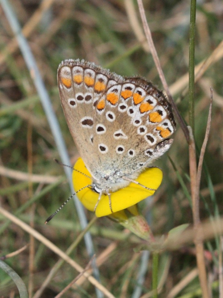 polyommatus_icarus1bbd