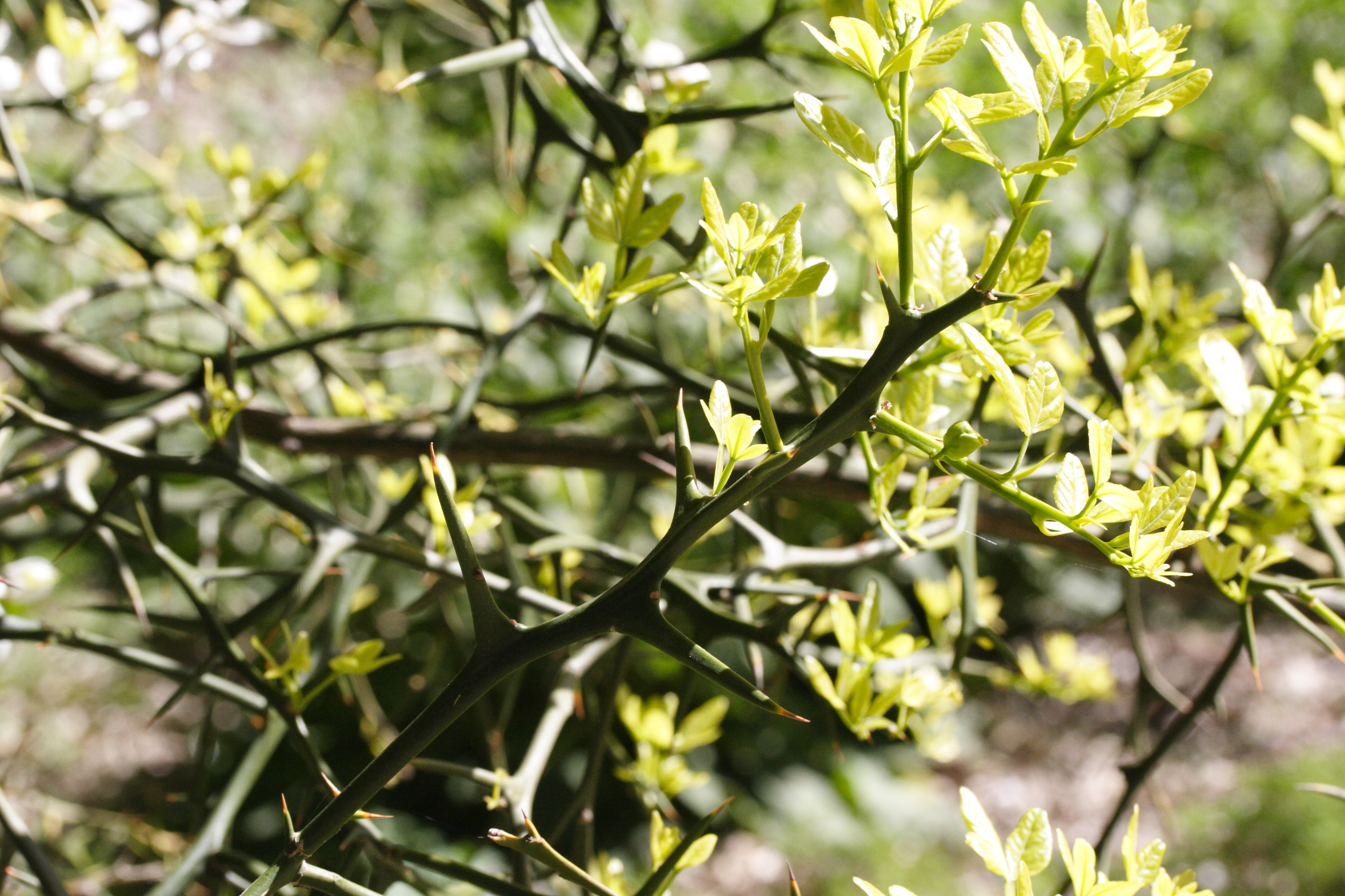 Afficher le média poncirus_trifoliata7md poncirus_trifoliata7md