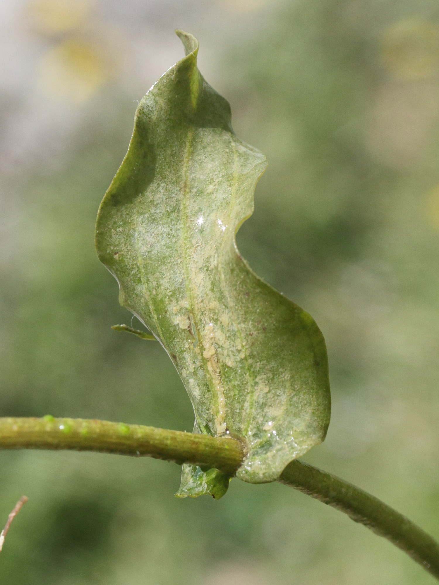 potamogeton_perfoliatus5md