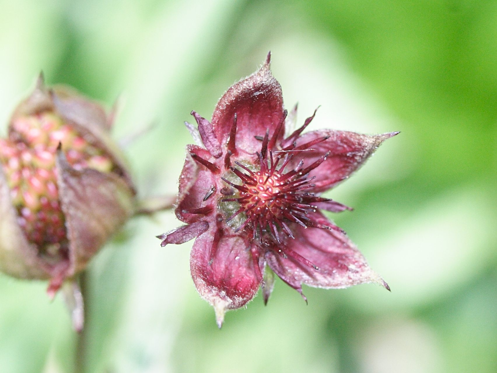 Afficher le média potentilla_palustris5md potentilla_palustris5md