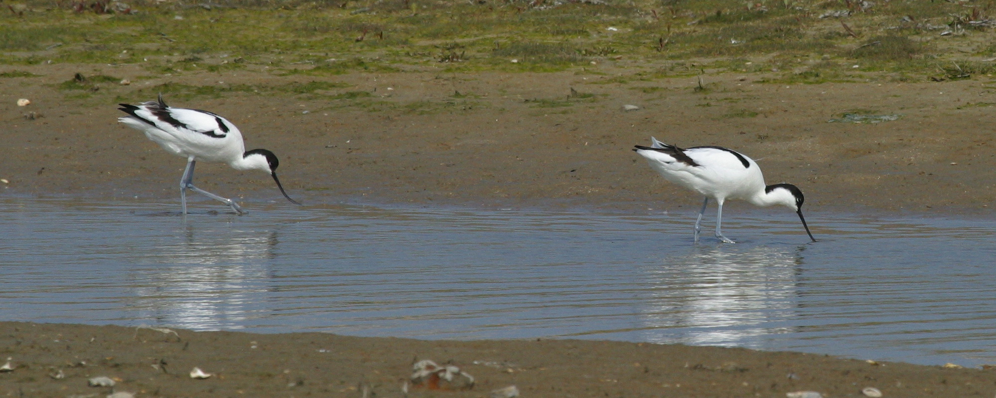 Afficher le média Recurvirostra_avosetta Recurvirostra_avosetta