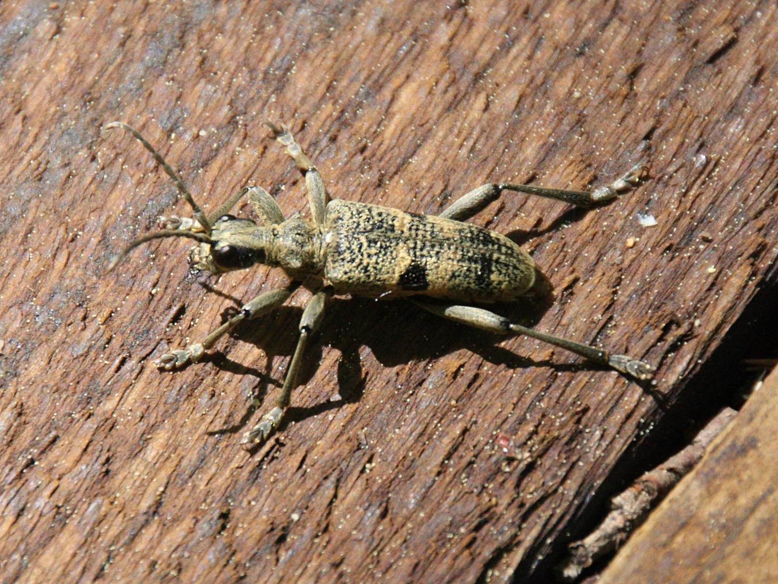 rhagium_mordax2bd