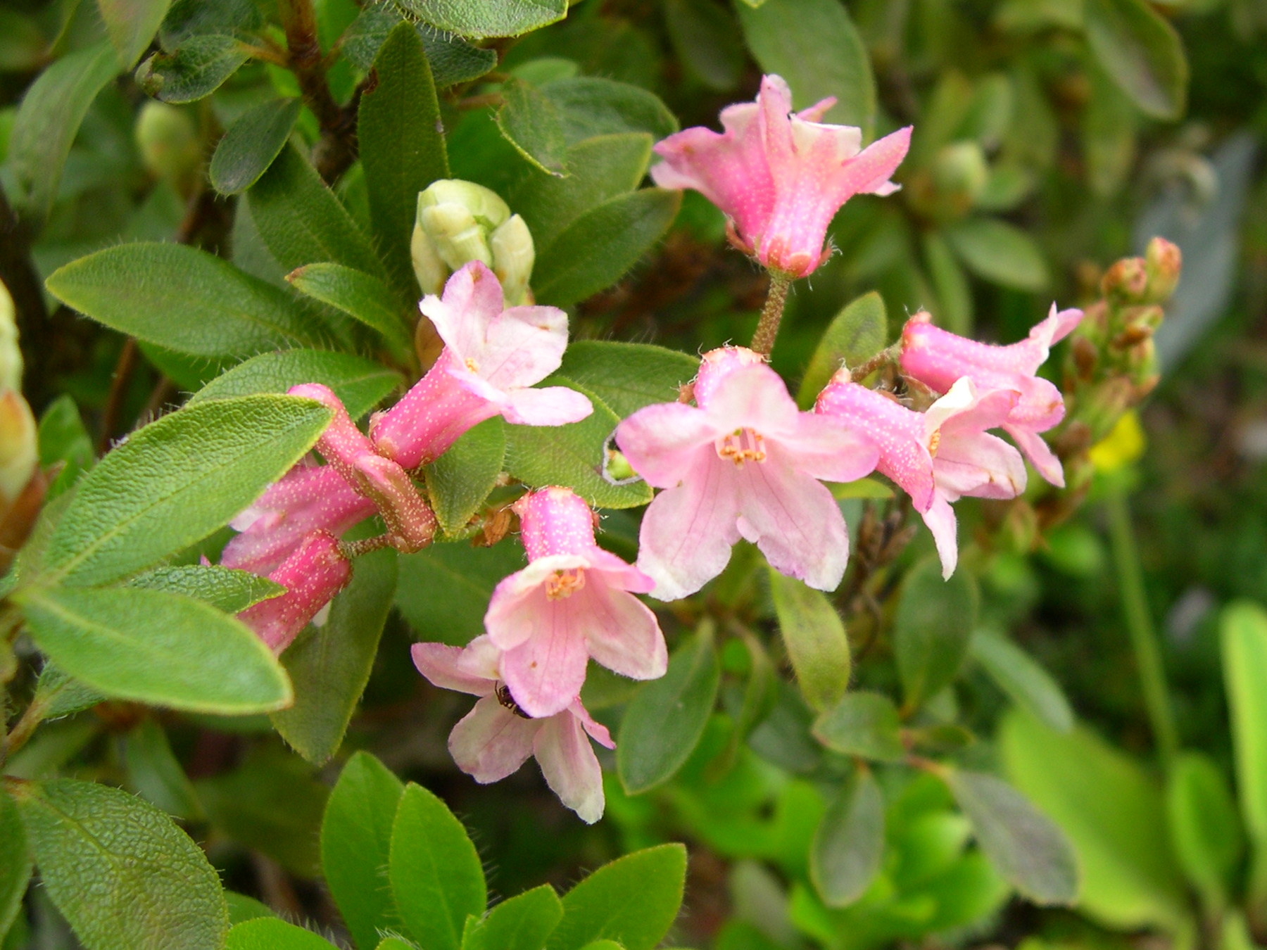 Afficher le média rhododendron_hirsutum3md rhododendron_hirsutum3md