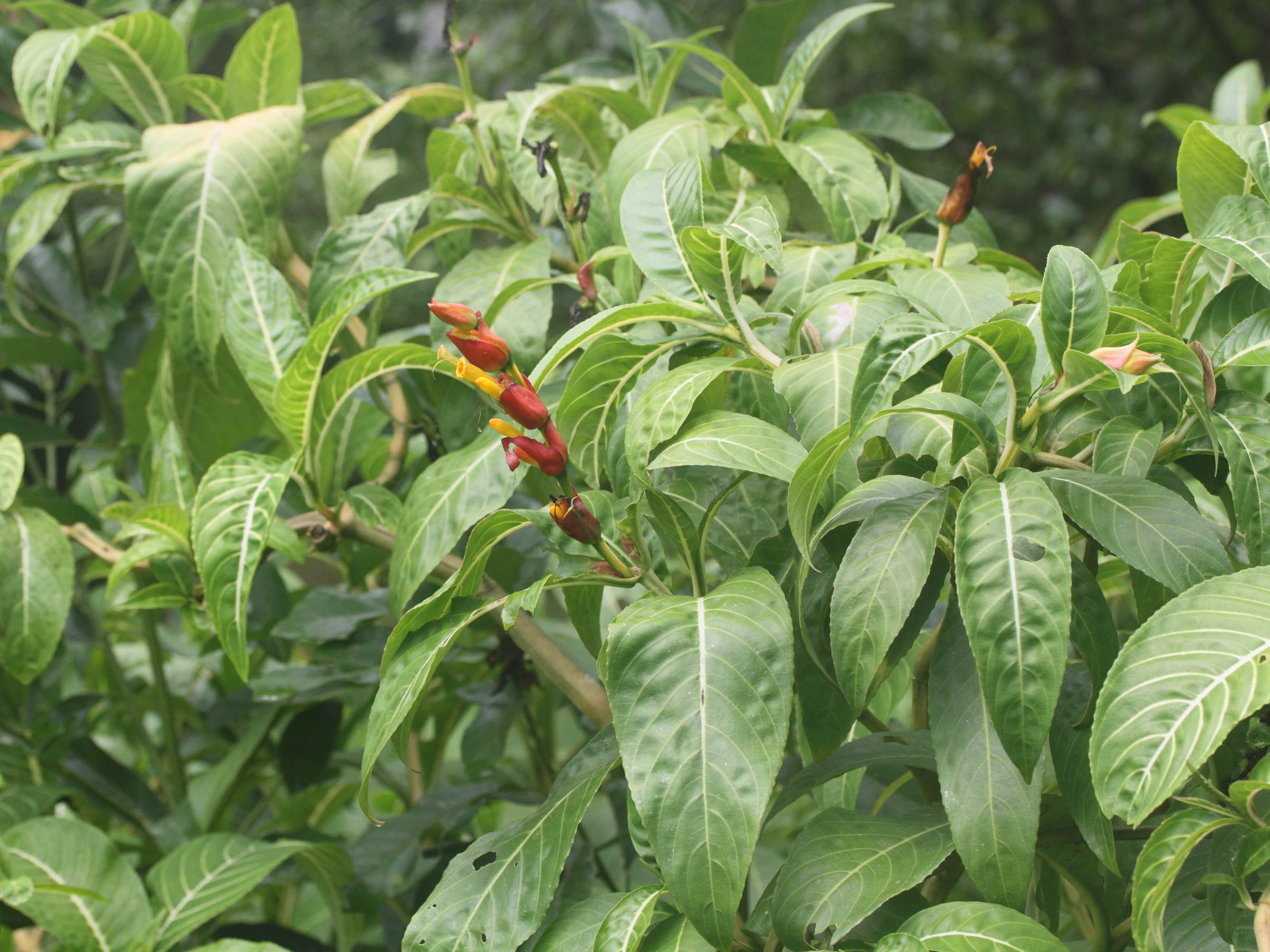 sanchezia_nobilis2md