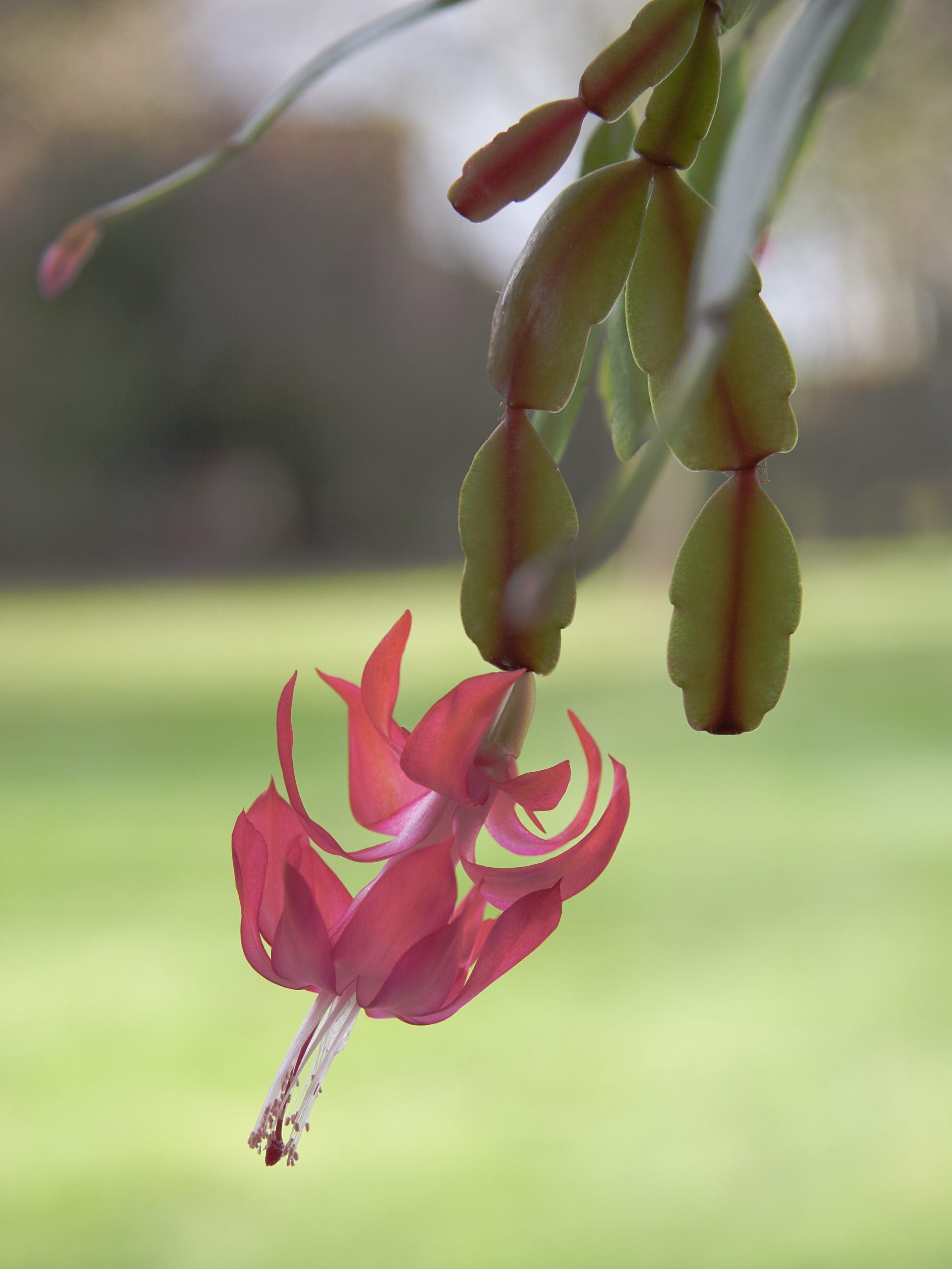 Afficher le média schlumbergera_truncata2md schlumbergera_truncata2md