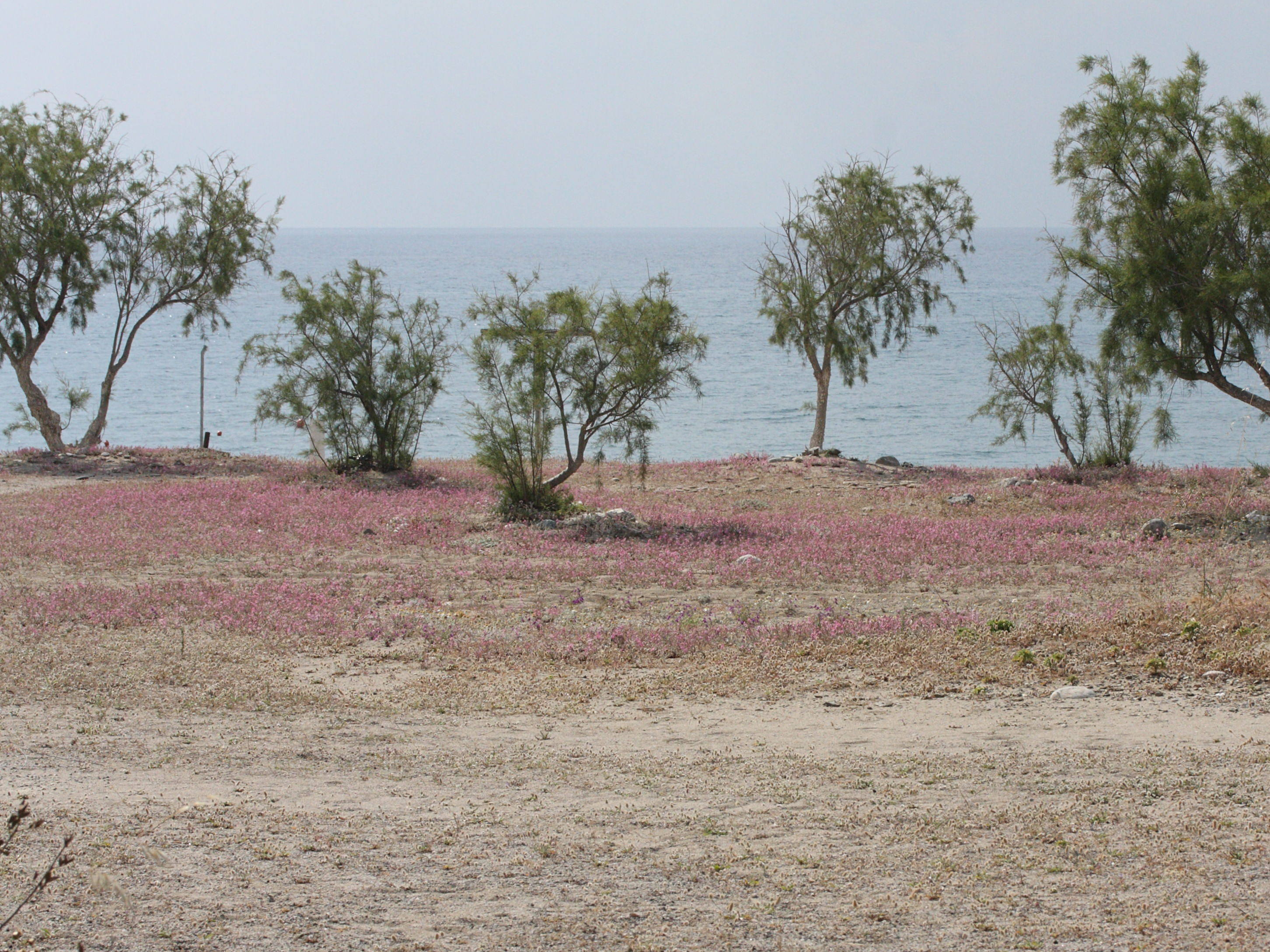 silene_colorata_colorata4md