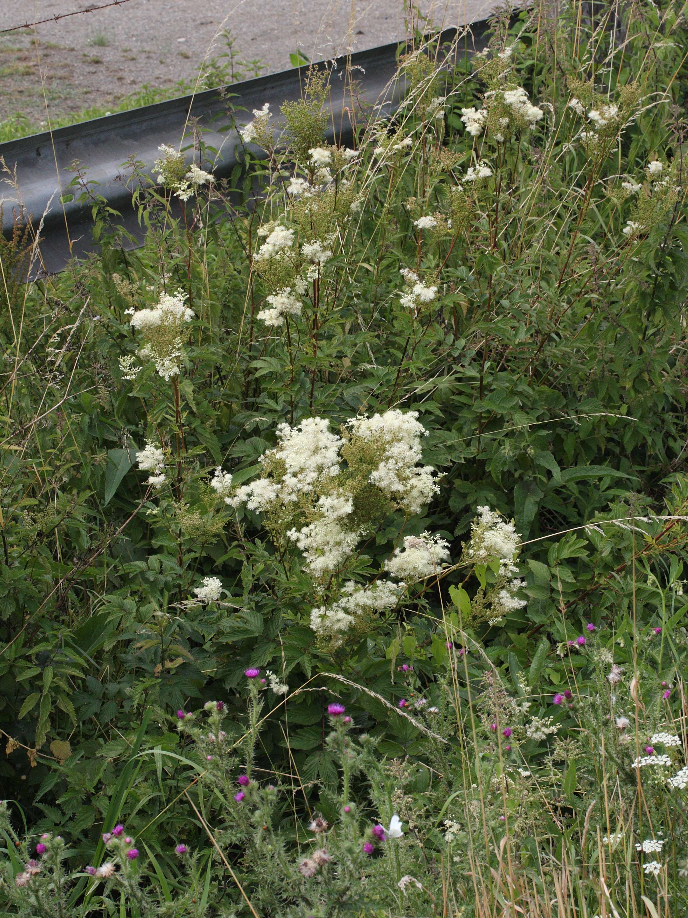 Spiraea_ulmaria