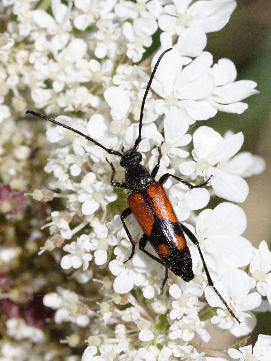 stenurella_bifasciata3md