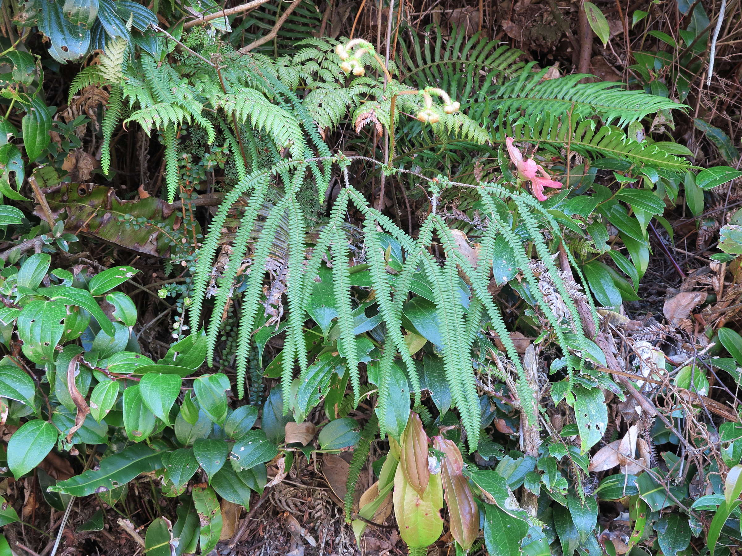 sticherus_revolutus1md