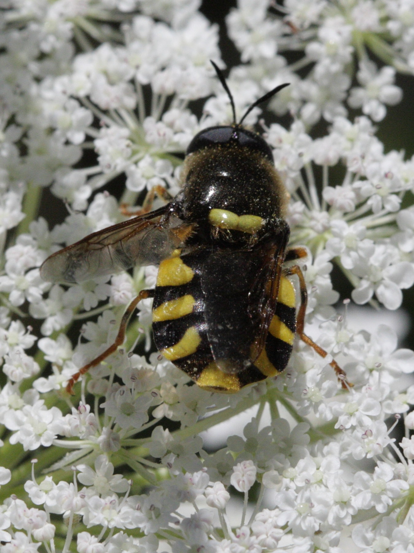 stratiomys_potamida3bd