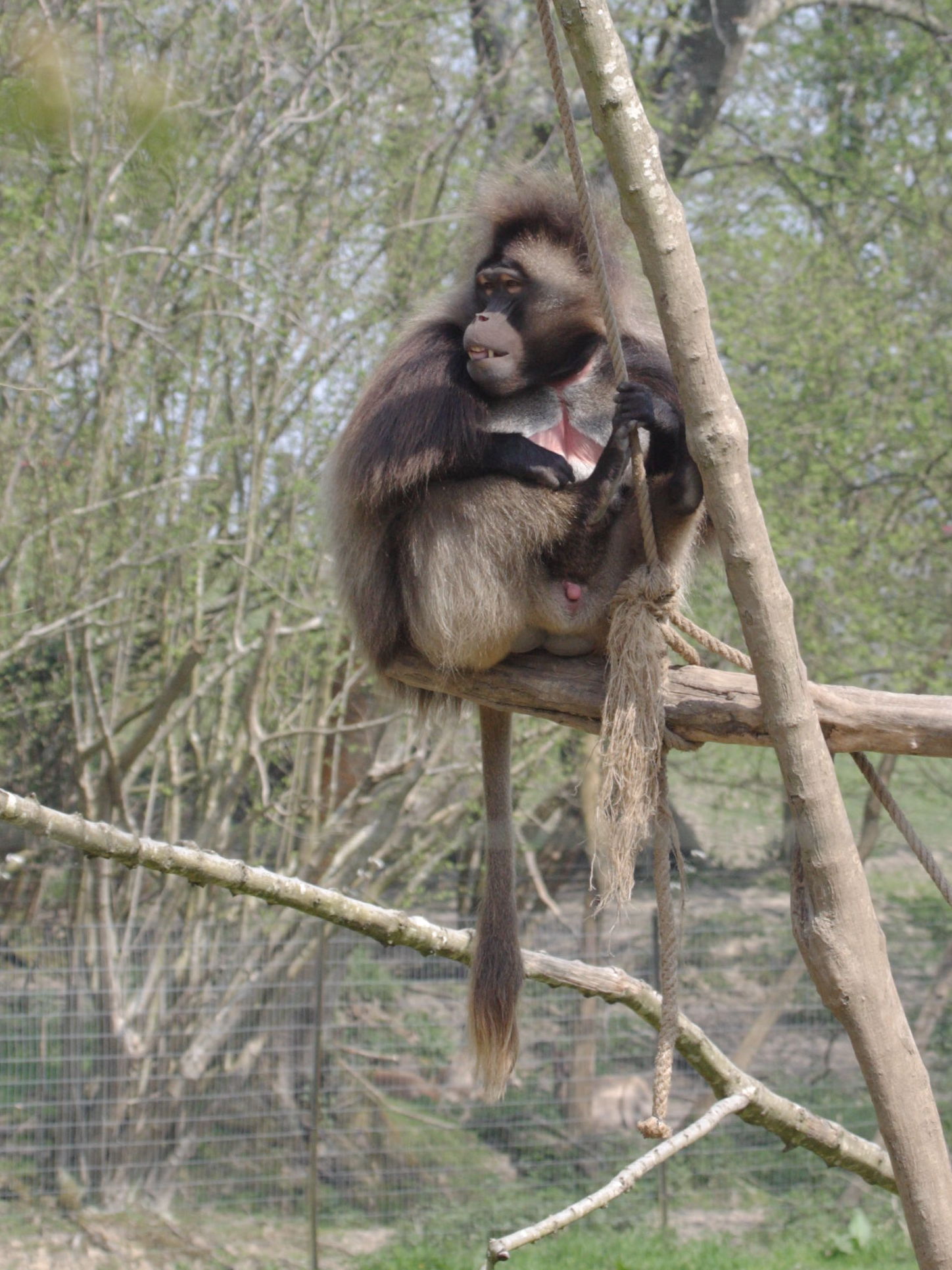 theropithecus_gelada2bd