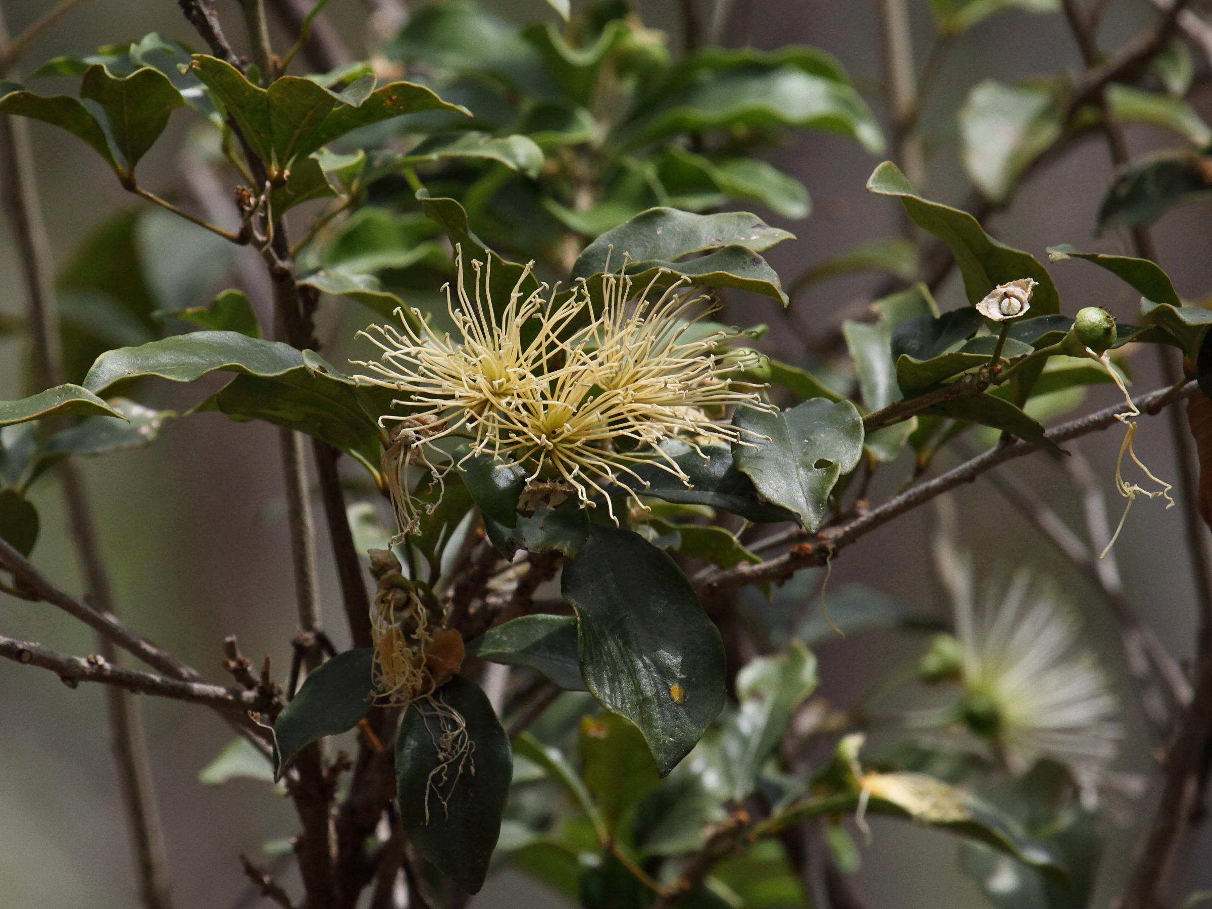 thilachium_panduriforme2bd